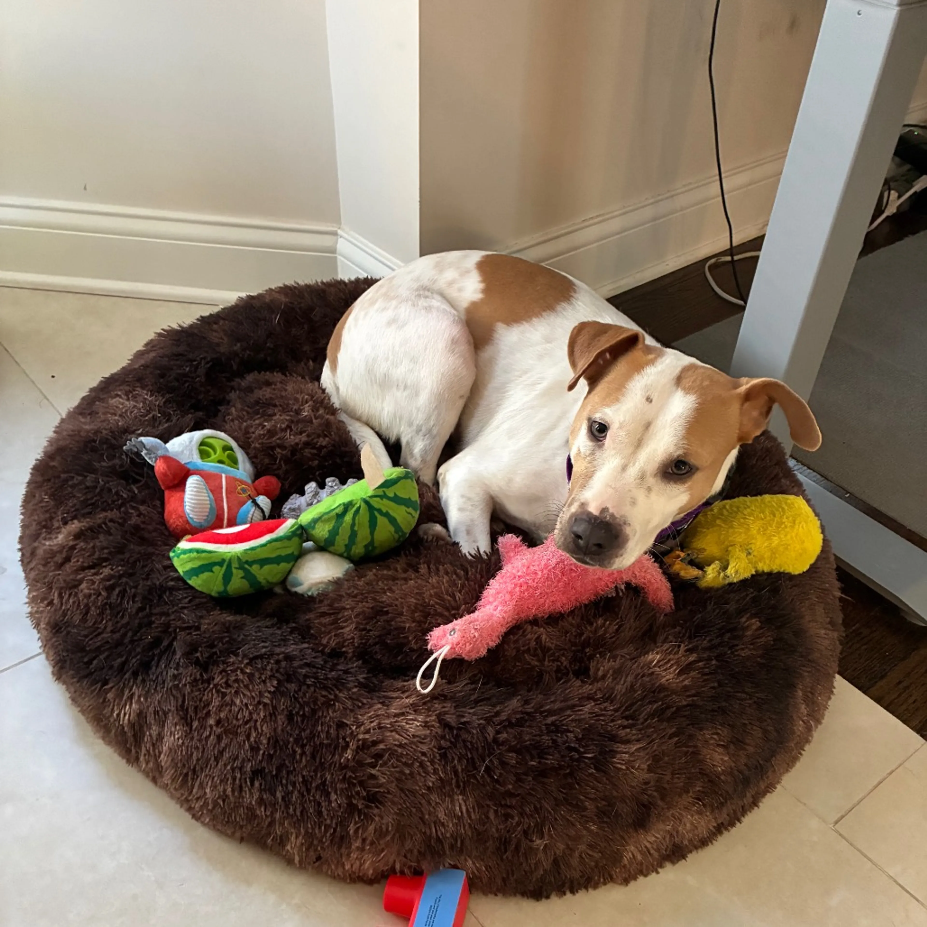 Found pet-14
