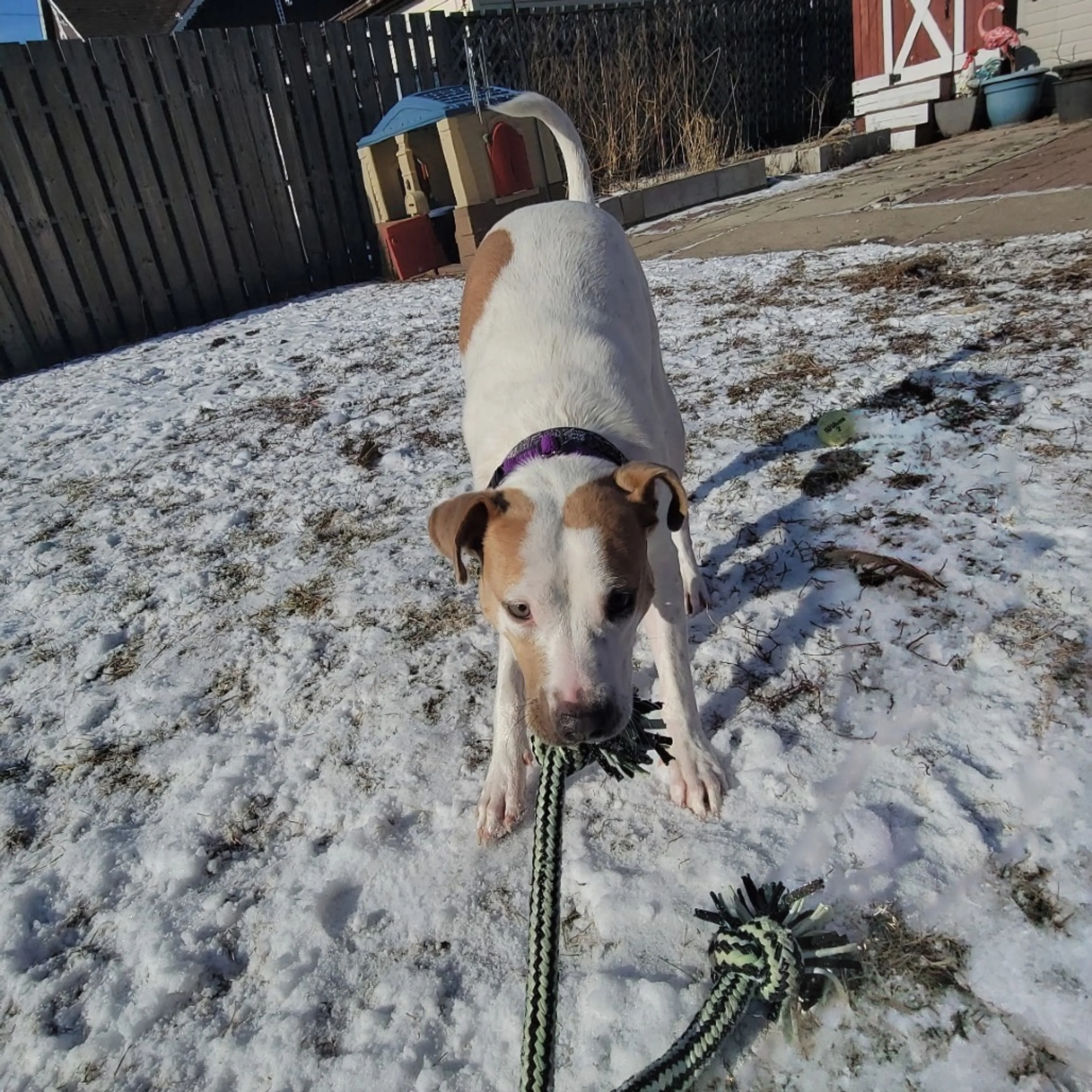 Found pet-25