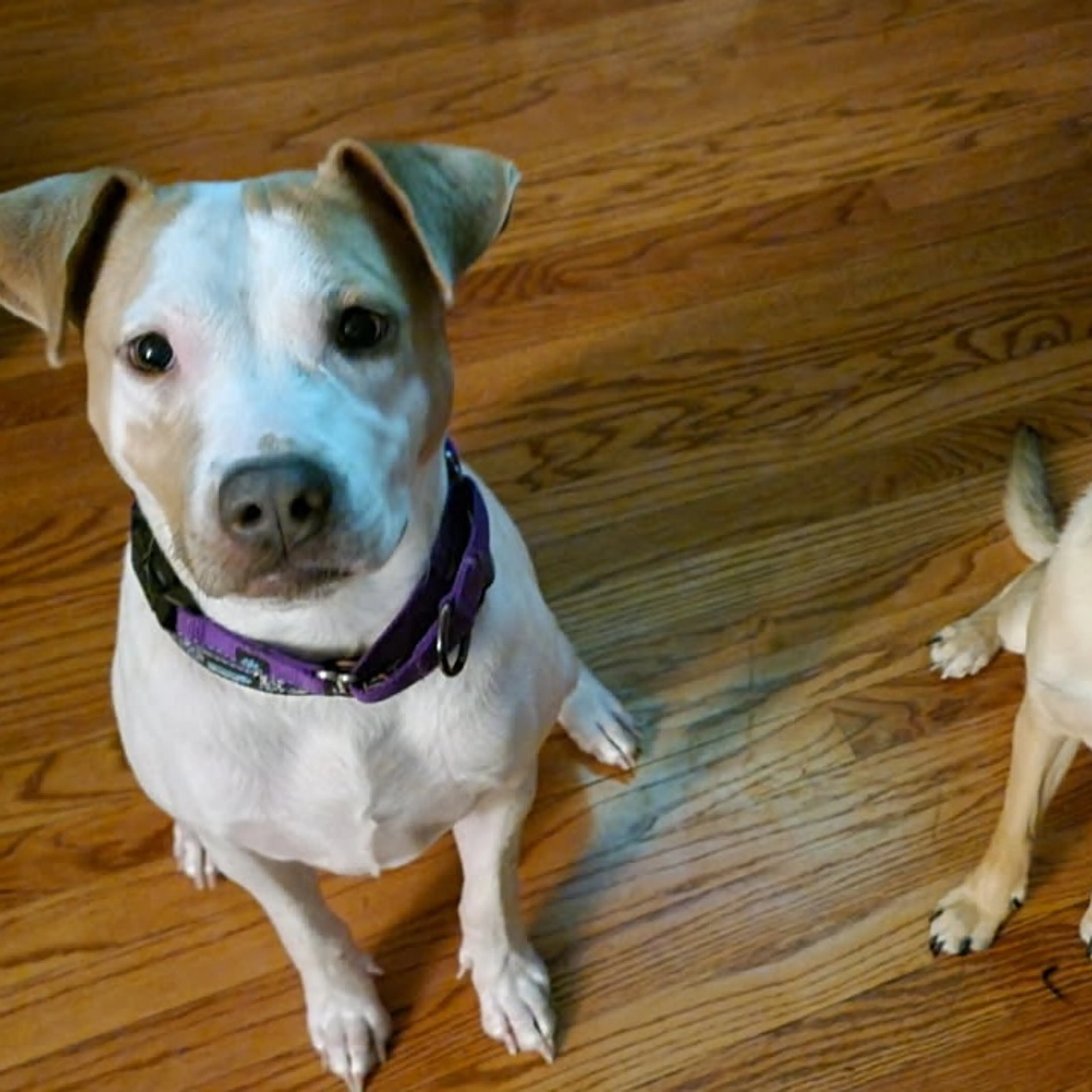 Found pet-24