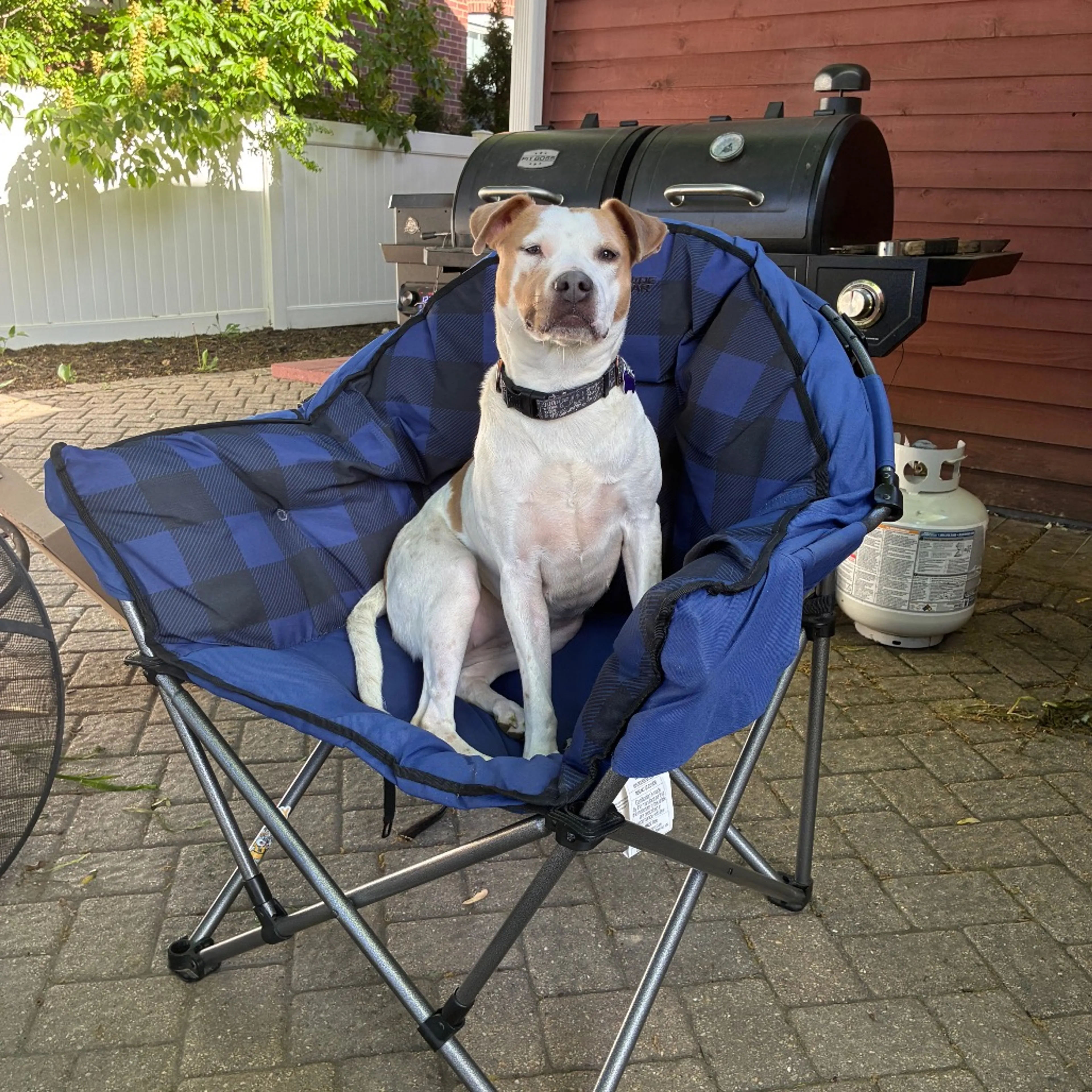 Found pet-44