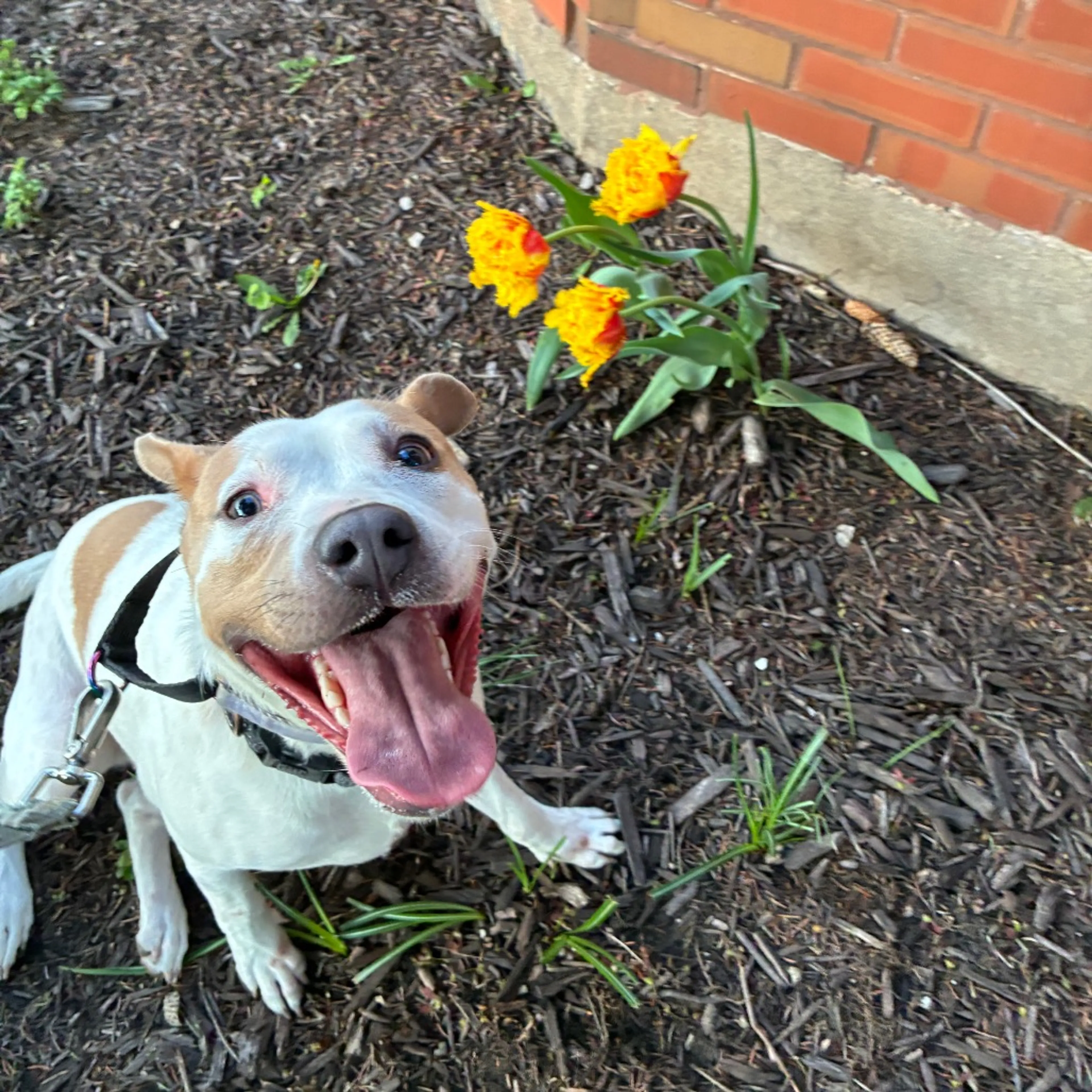 Found pet-42