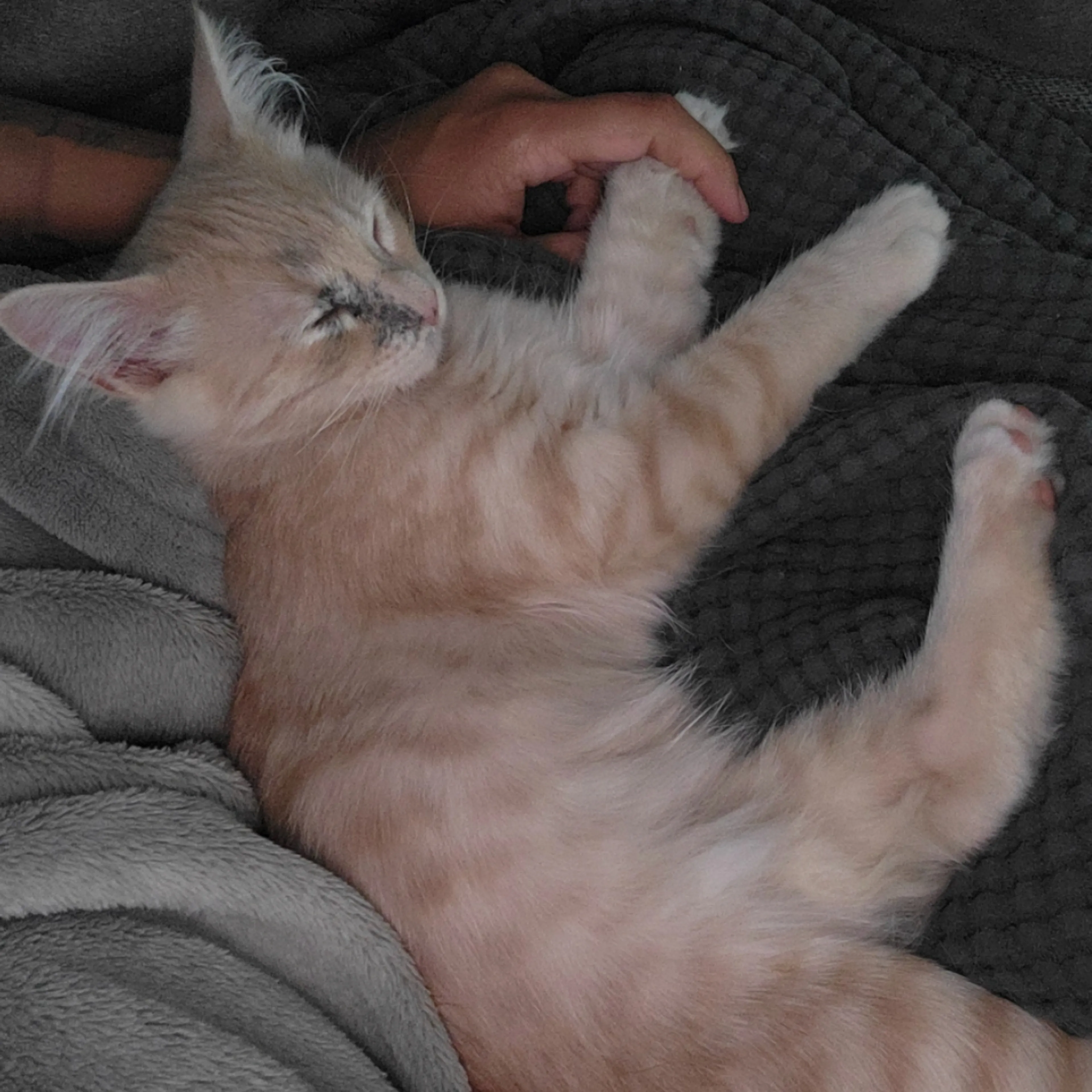 Lost pet-3