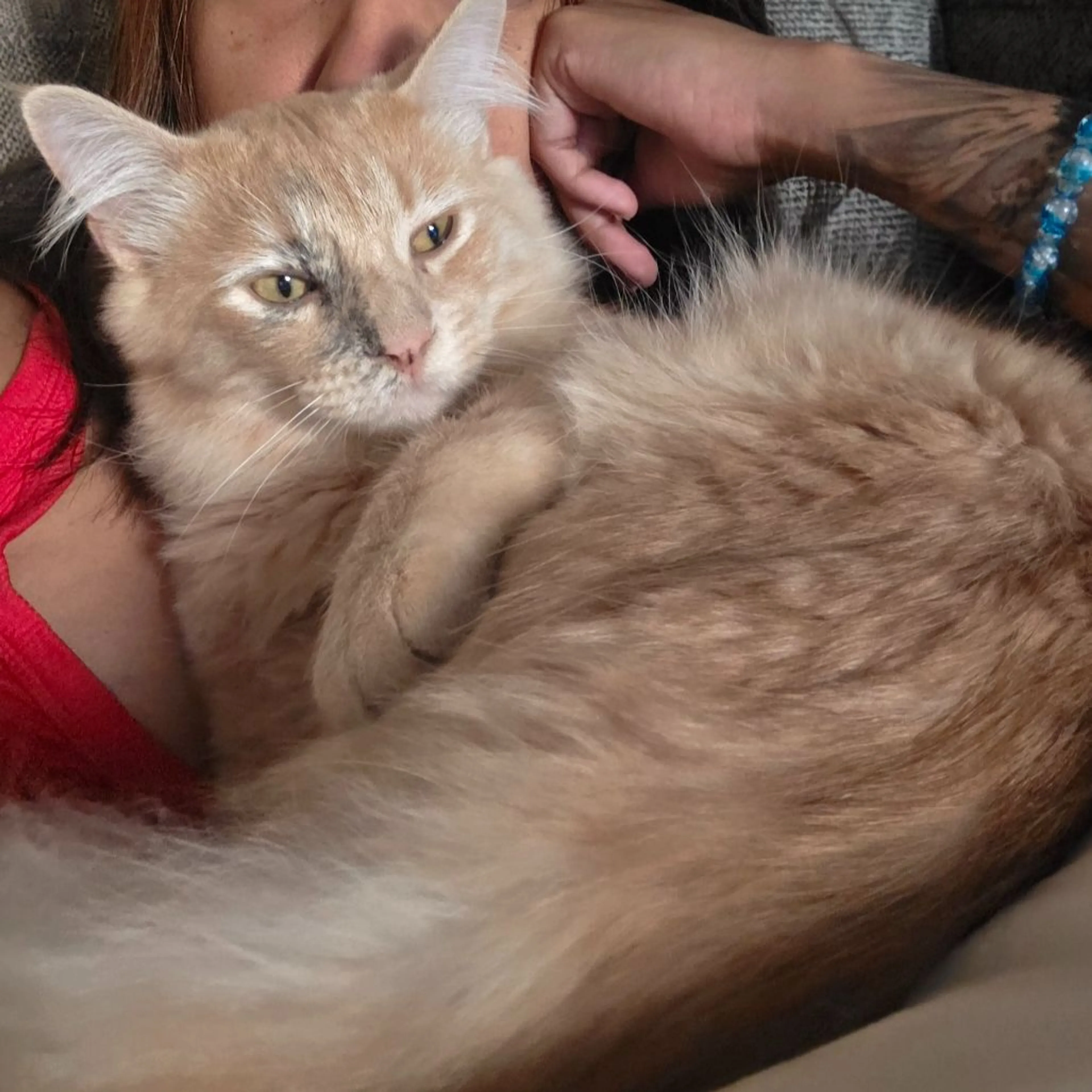 Lost pet-0