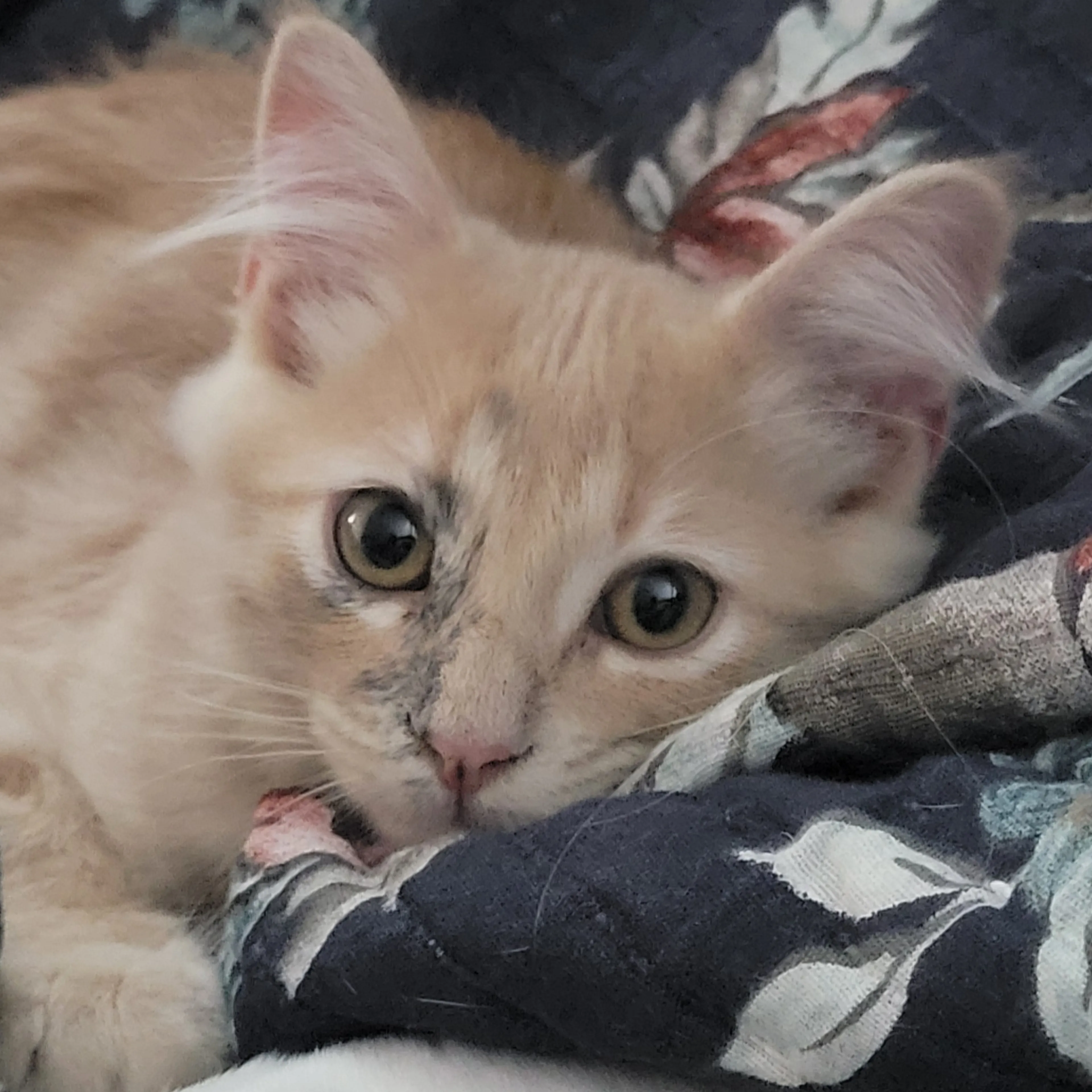 Lost pet-2