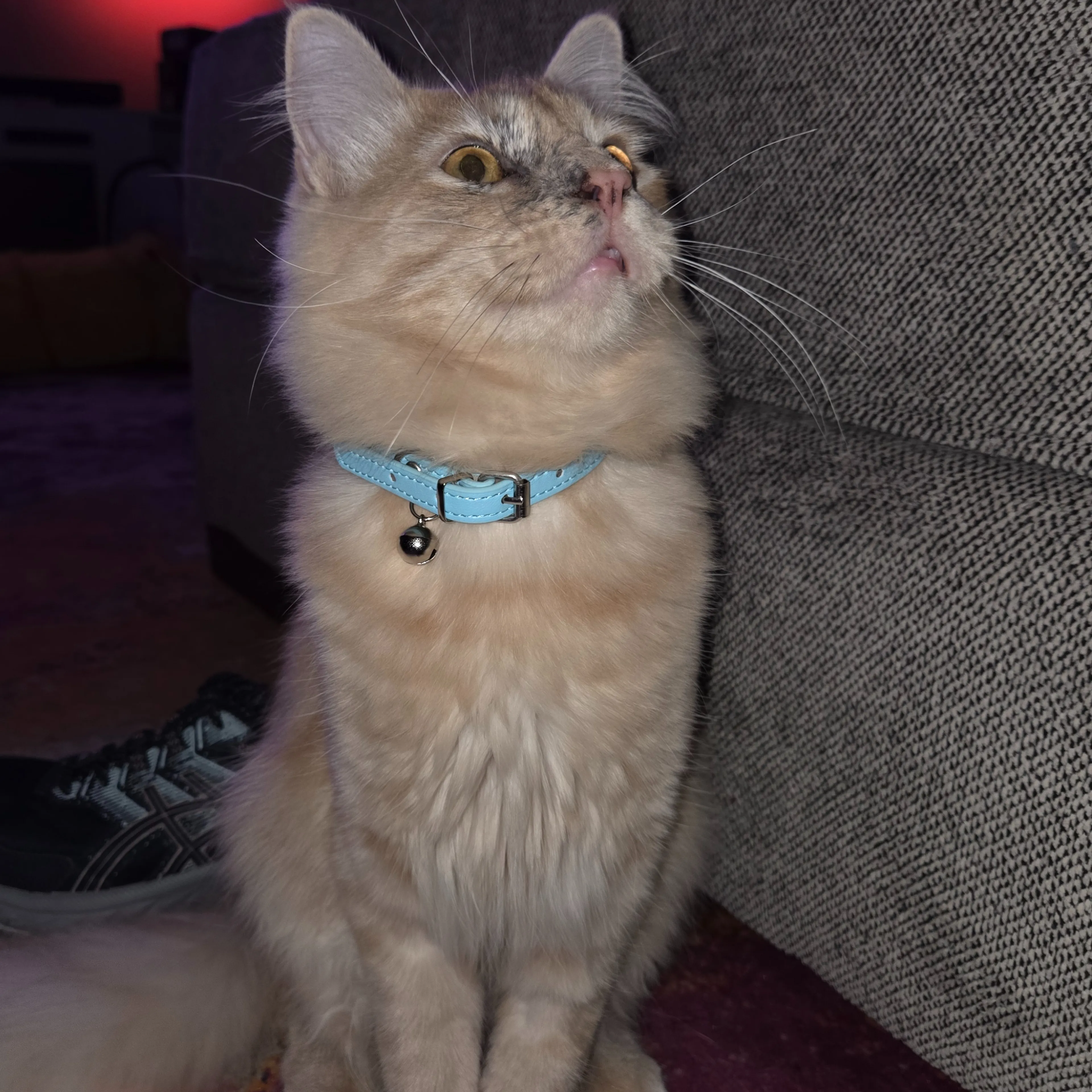 Lost pet-1