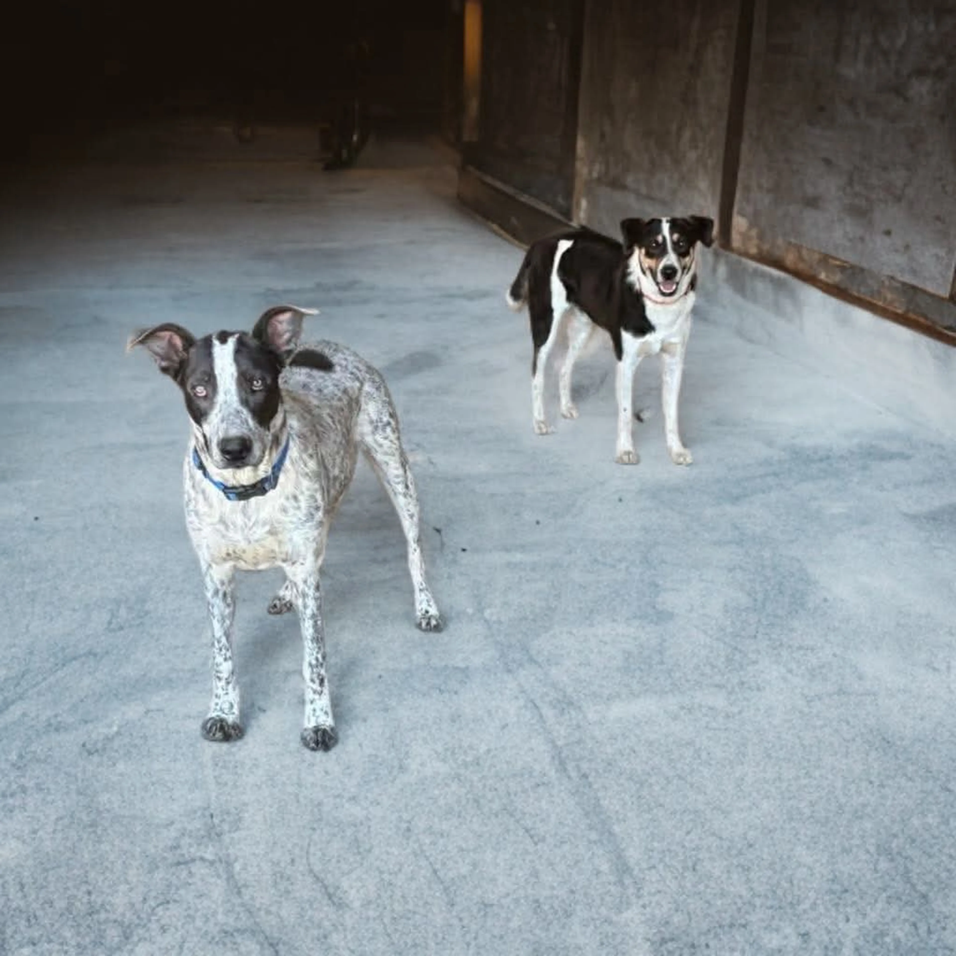 Found pet-1