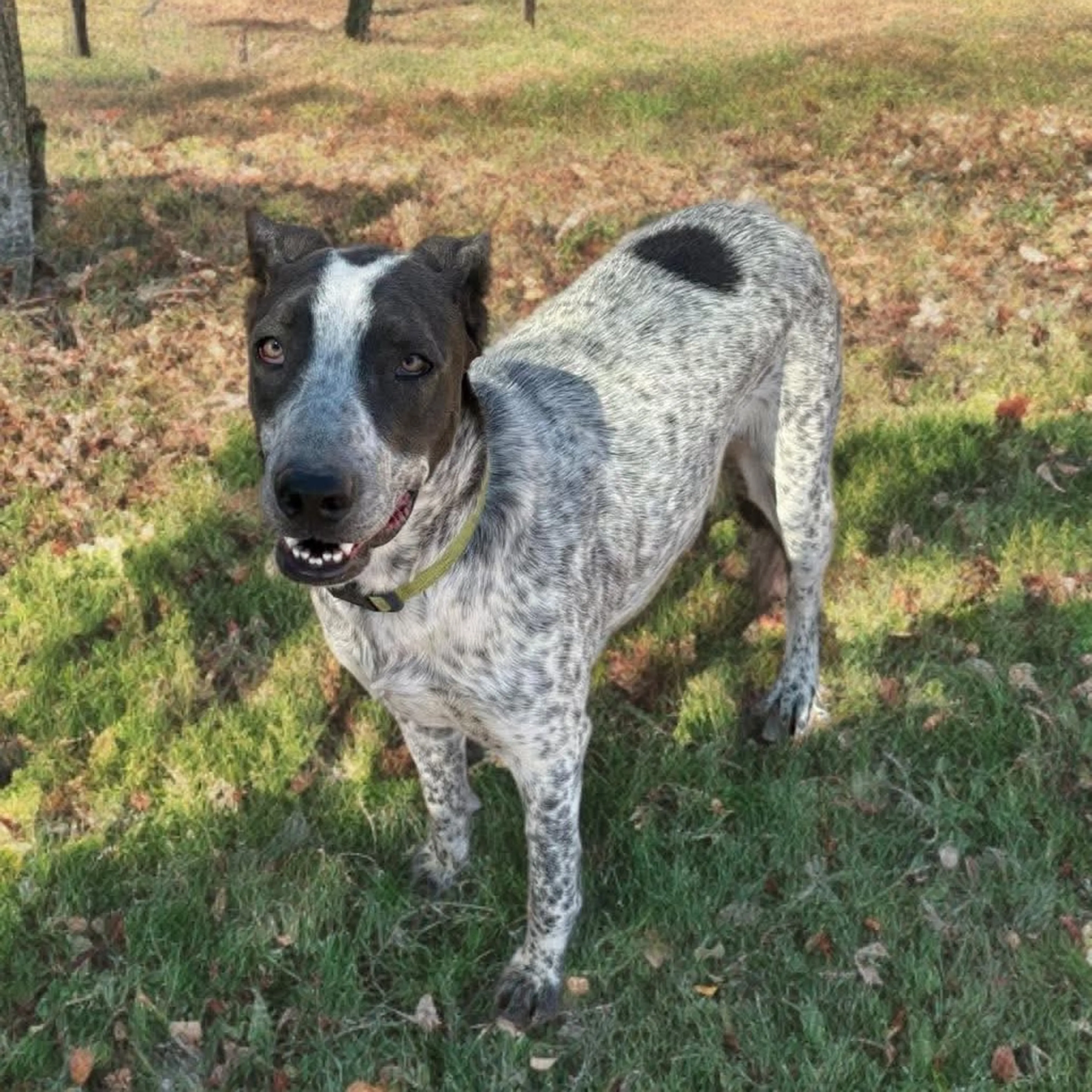 Found pet-2