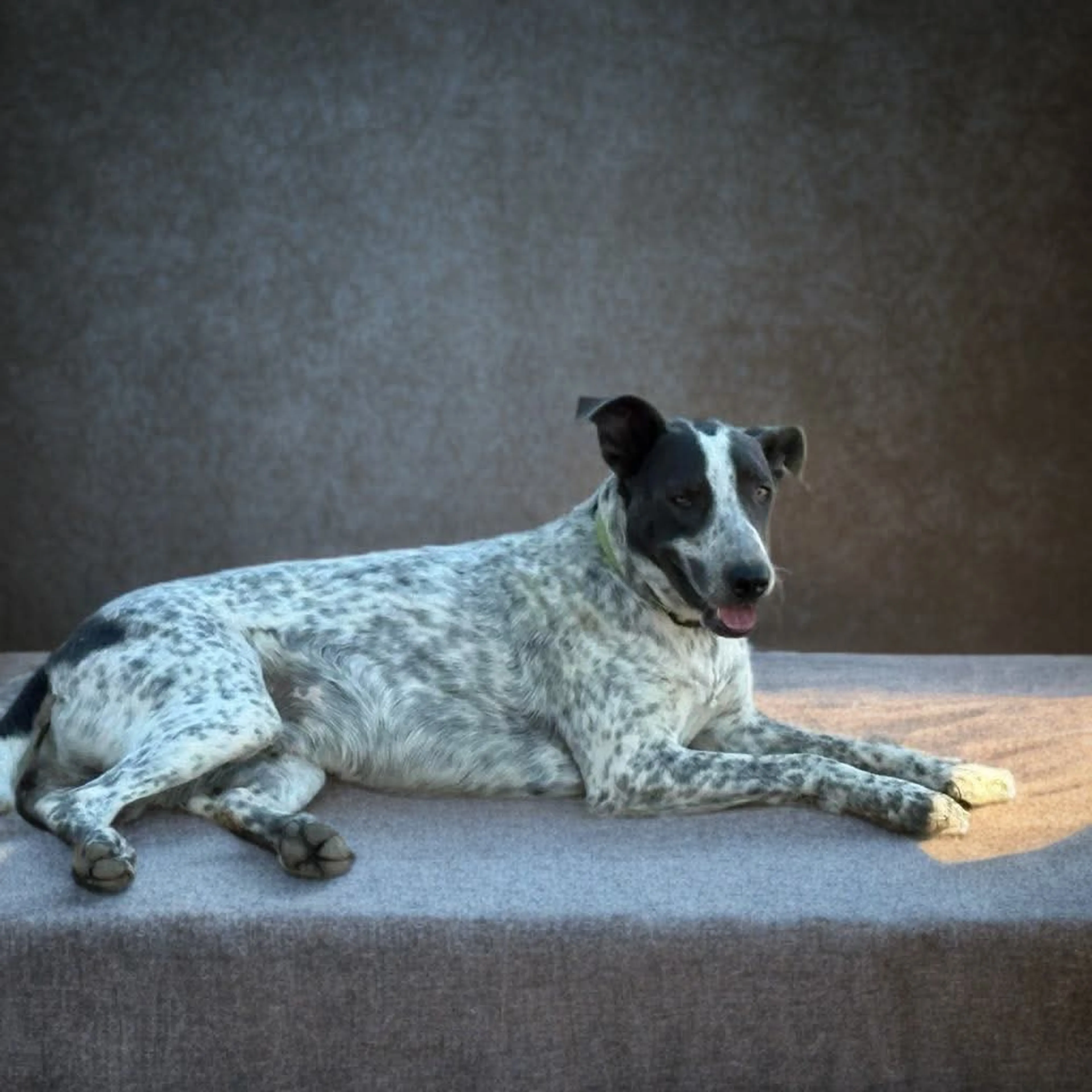 Found pet-3