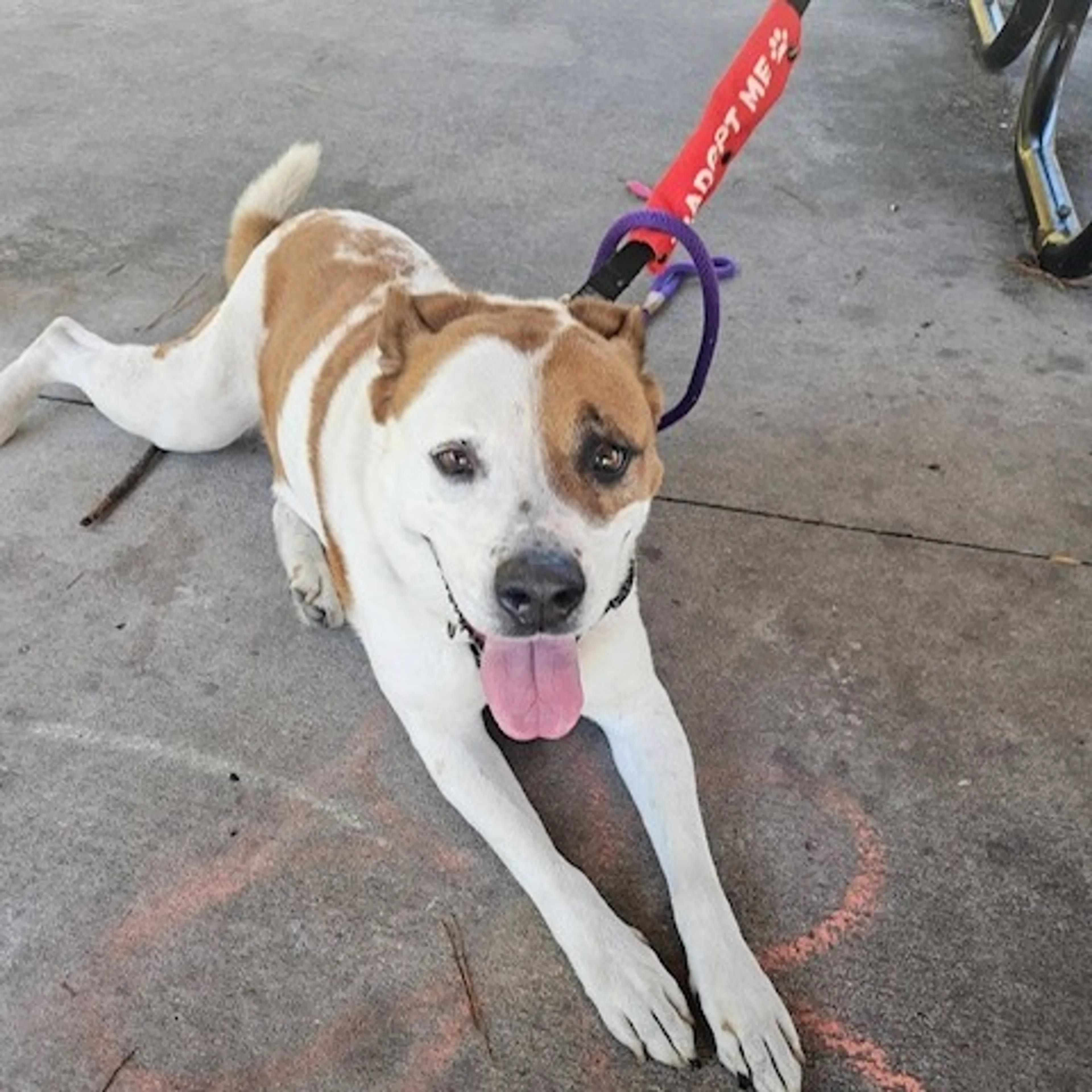 Found pet-3