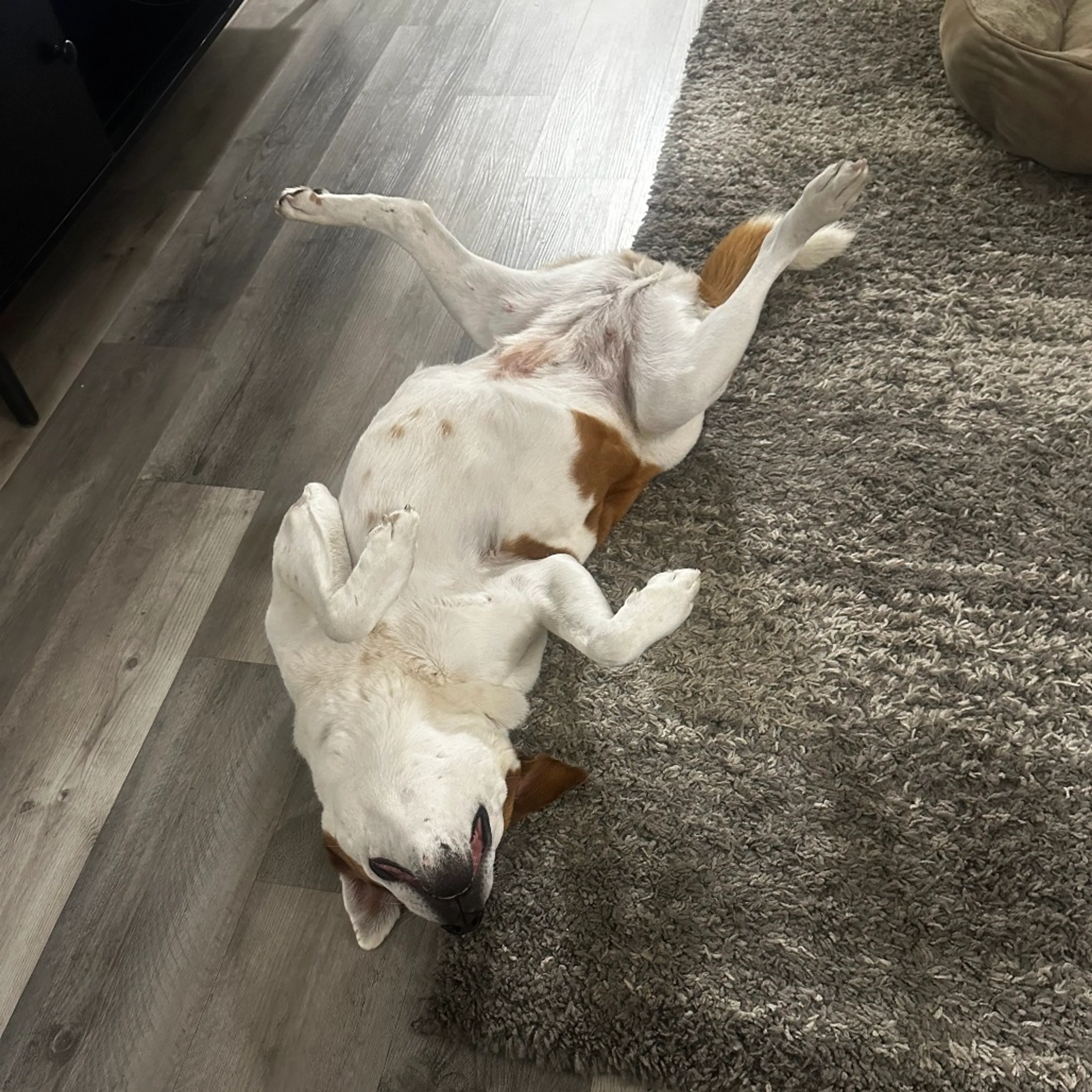 Found pet-8
