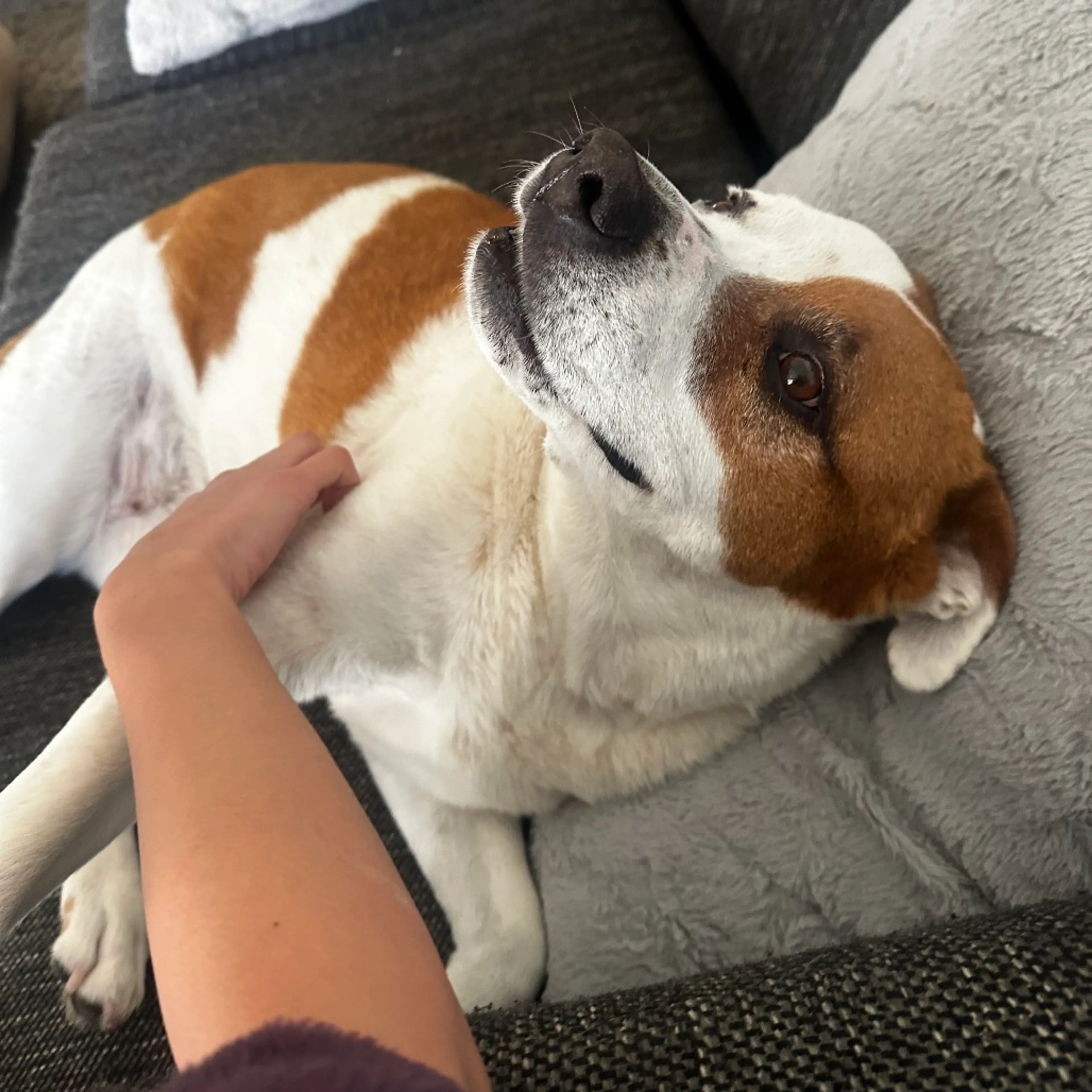 Found pet-6
