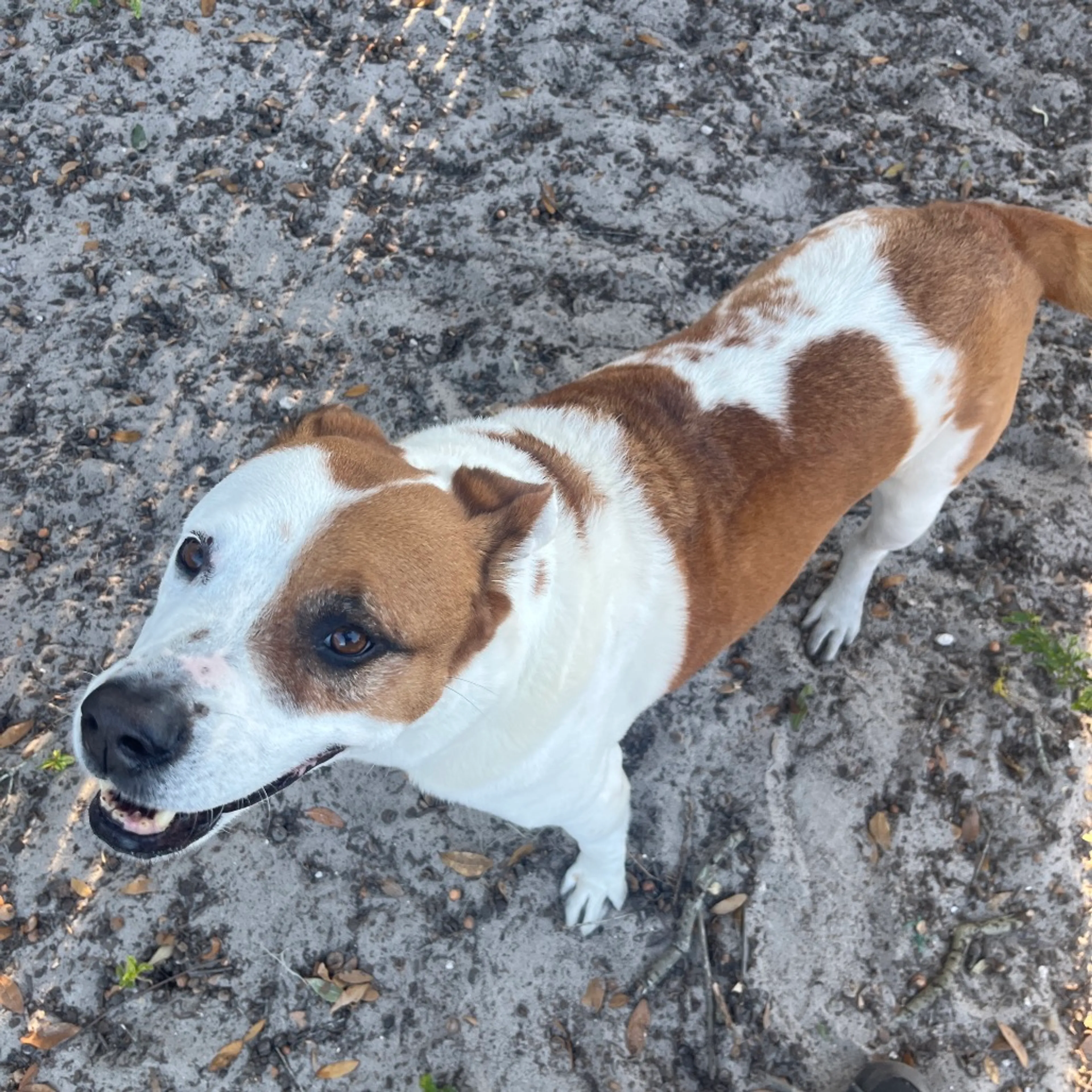 Found pet-1