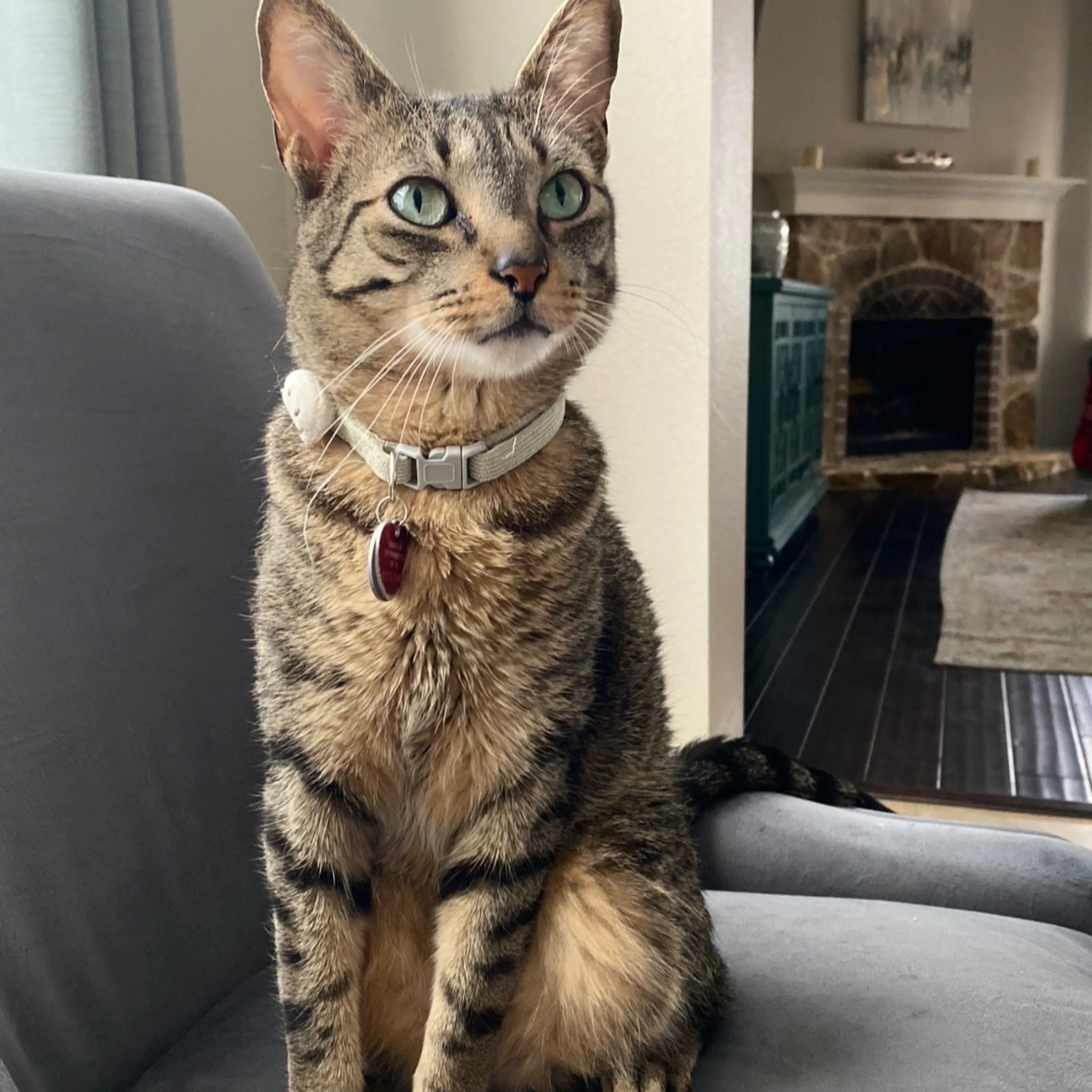 Lost pet-1