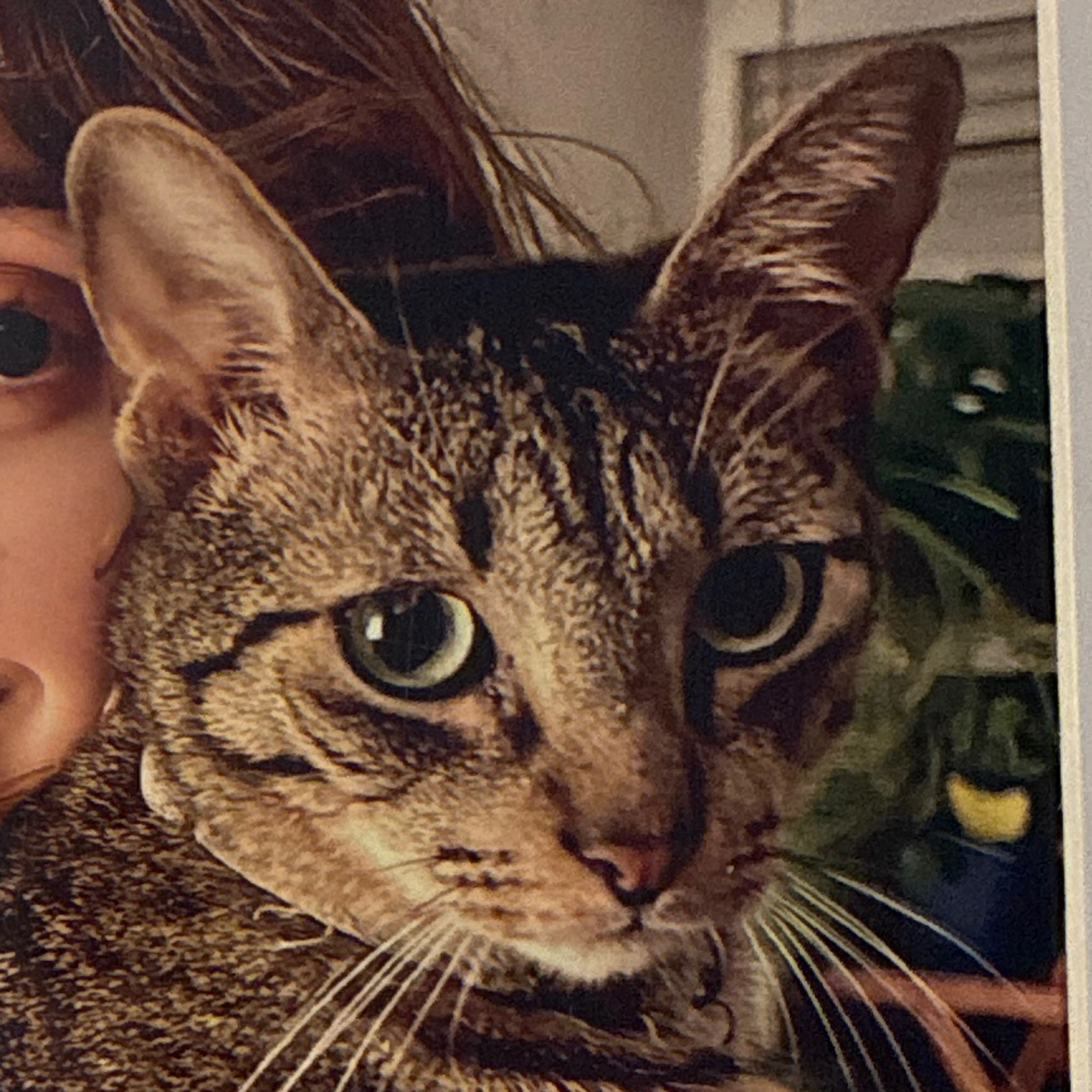 Lost pet-2