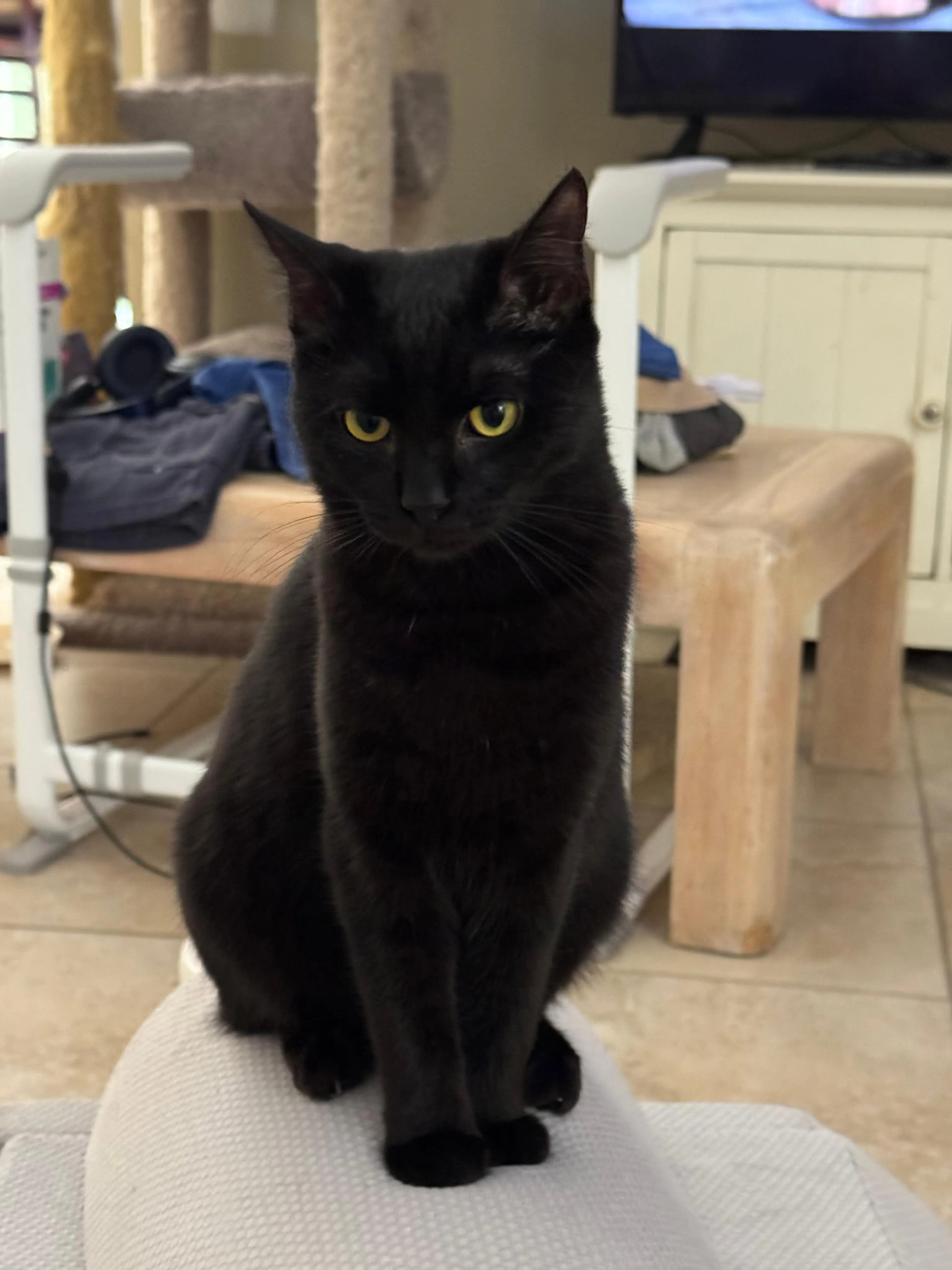 Found pet-0