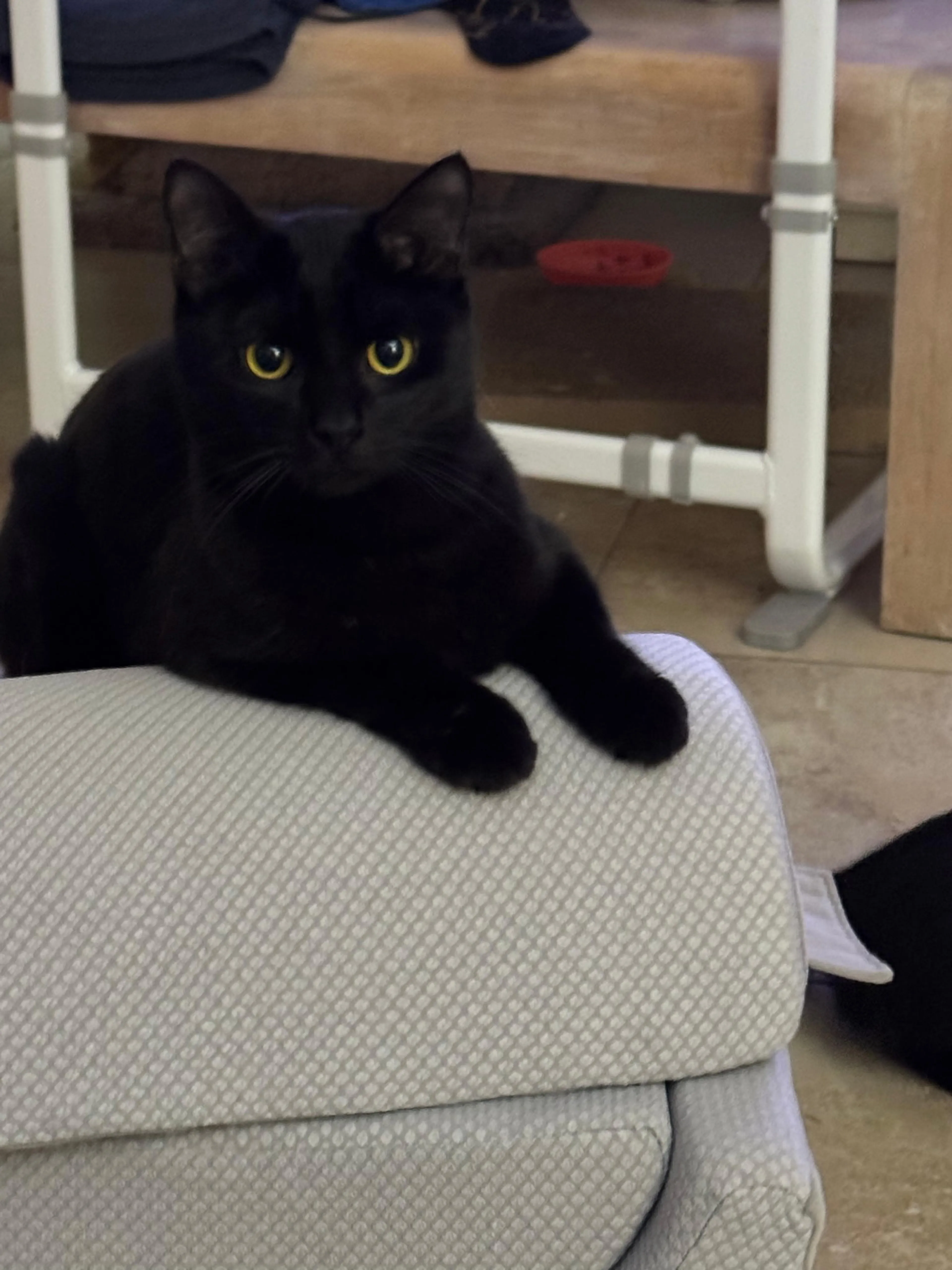 Found pet-1
