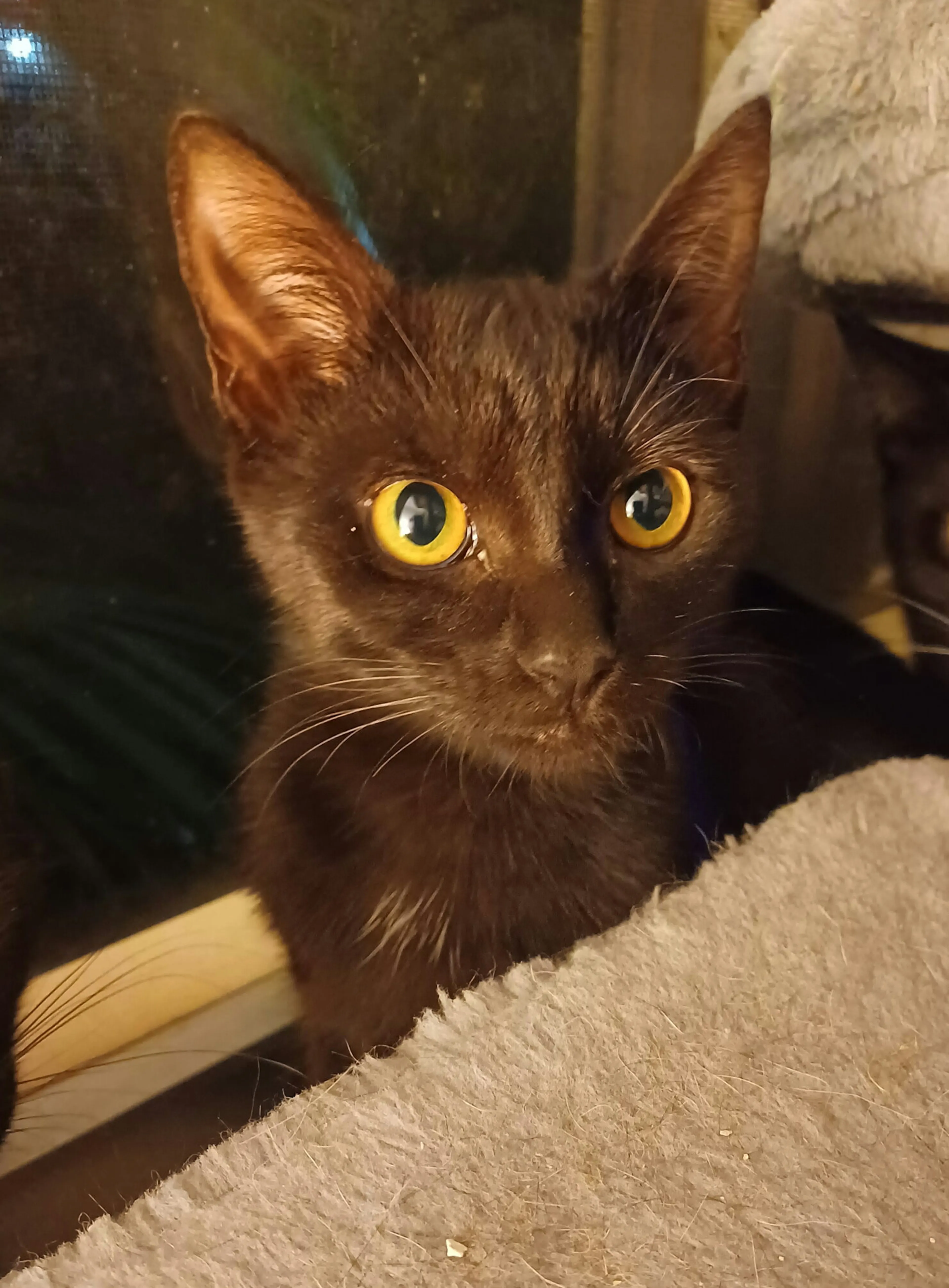 Found pet