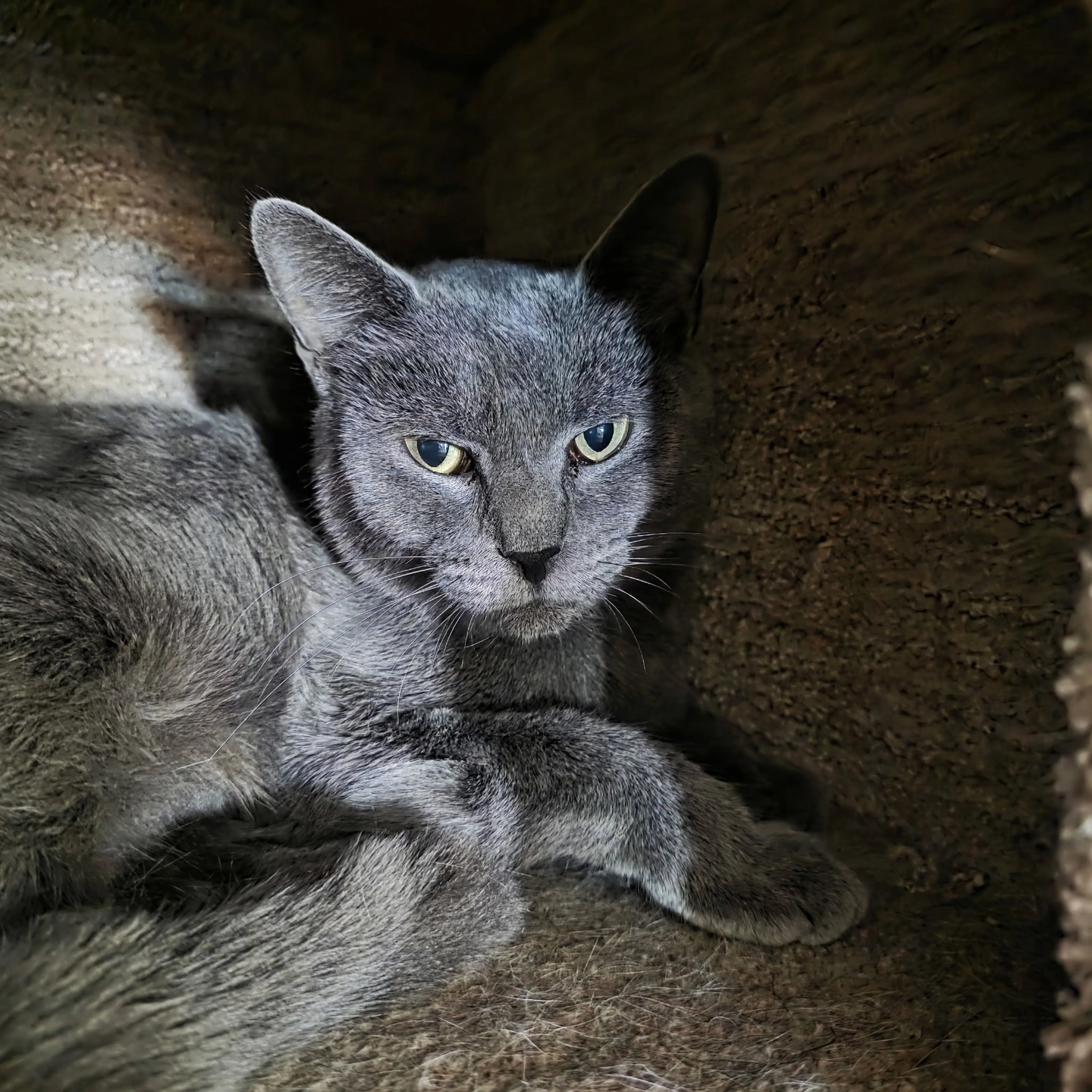 Found pet-1