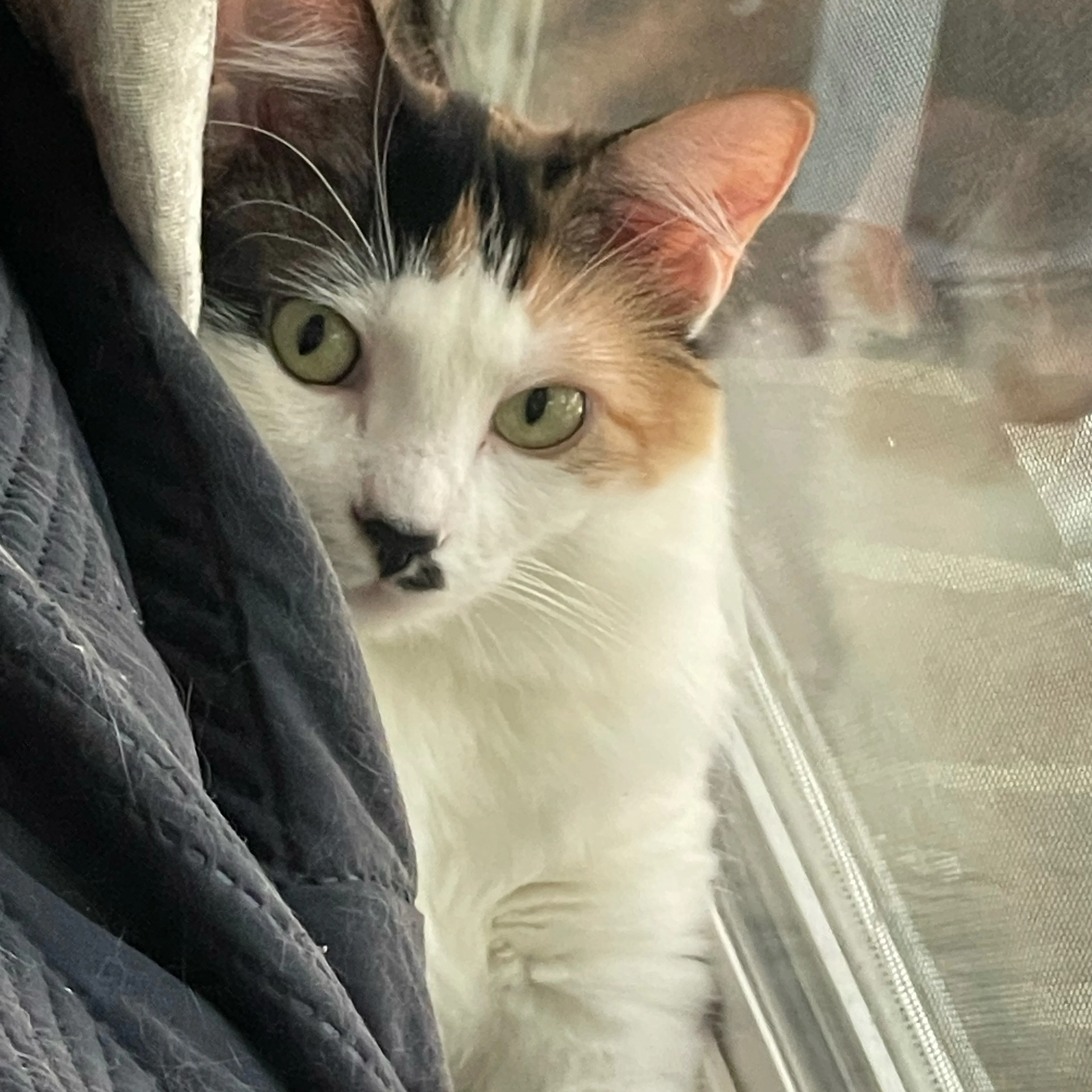 Lost pet-1