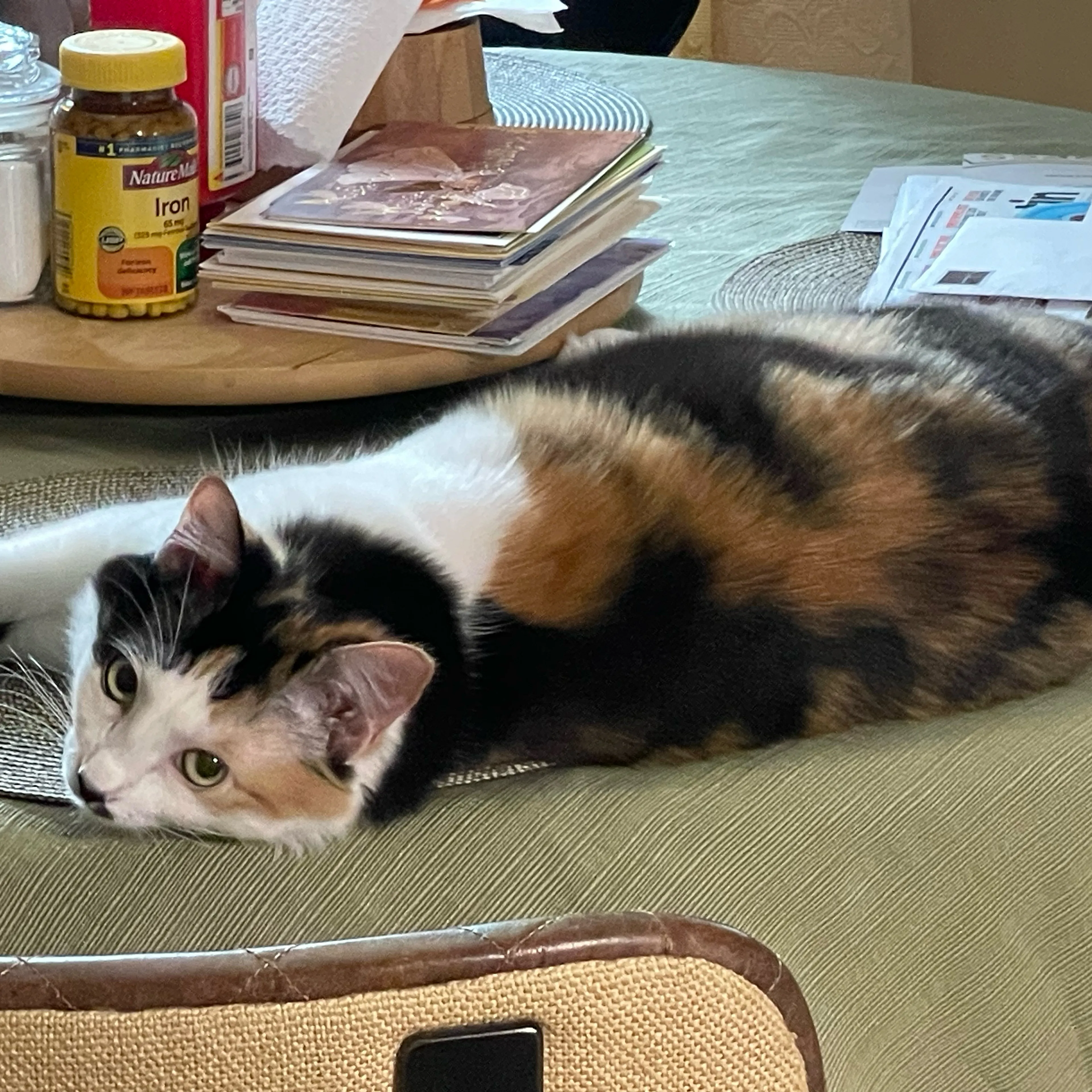 Lost pet-3