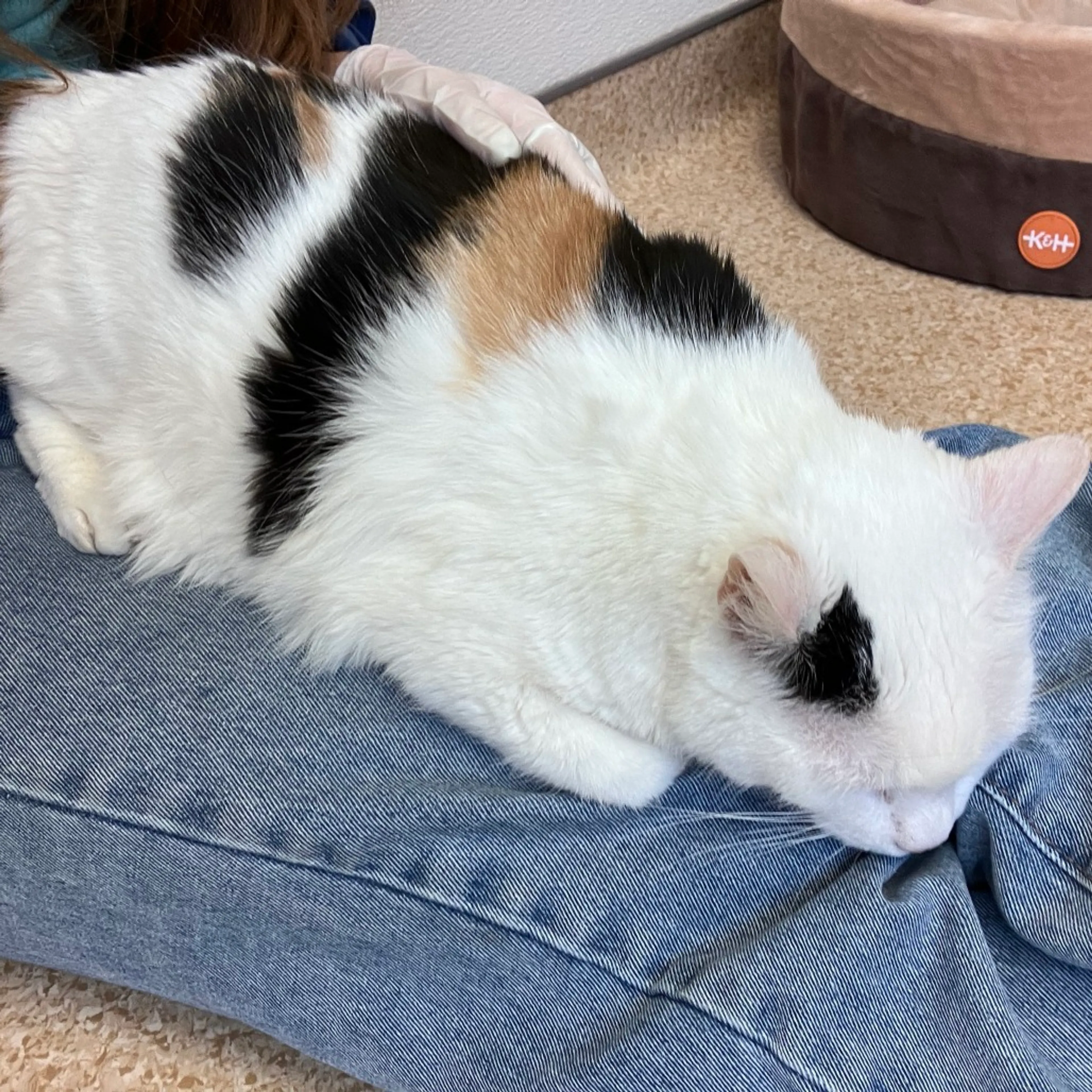 Found pet-5