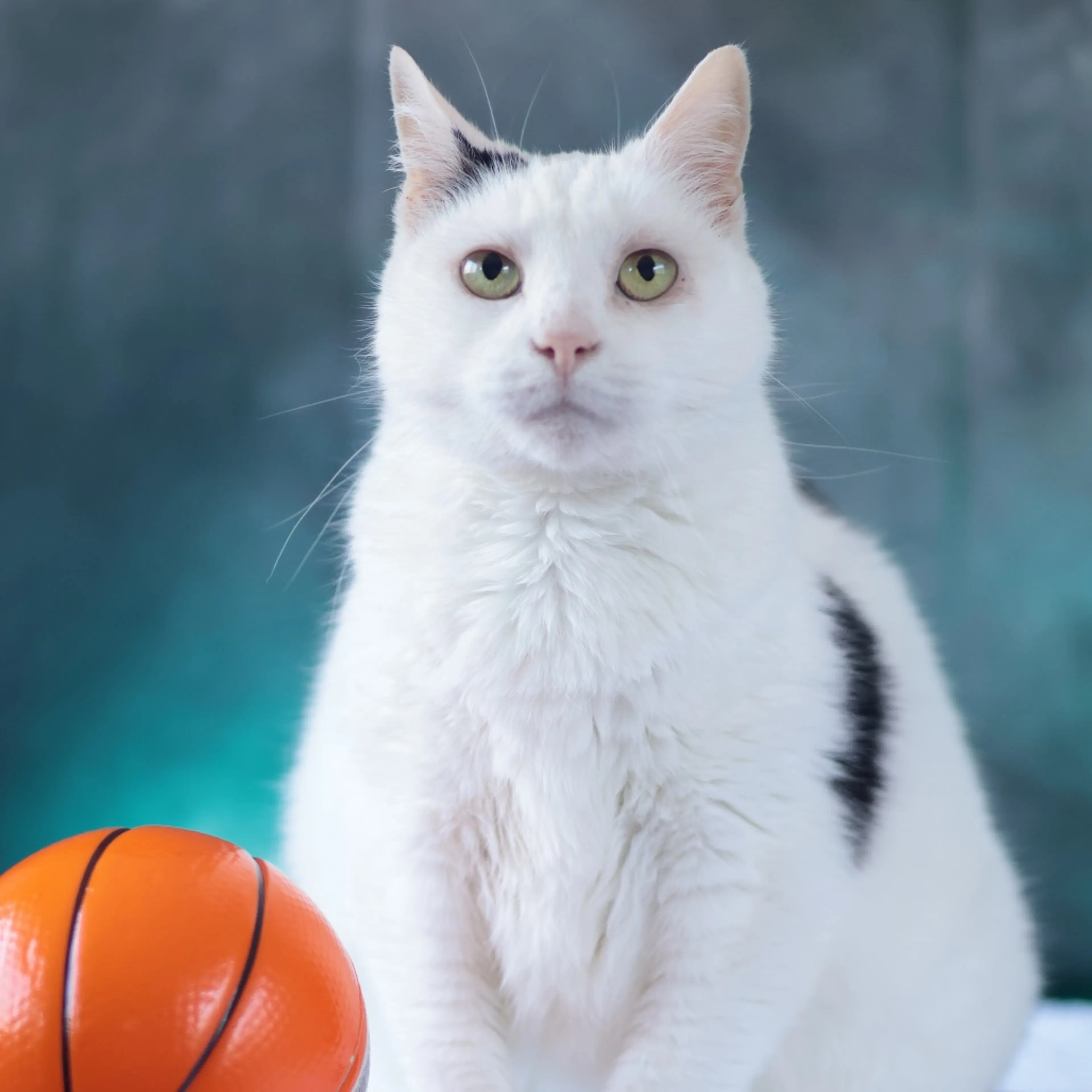 Found pet-2