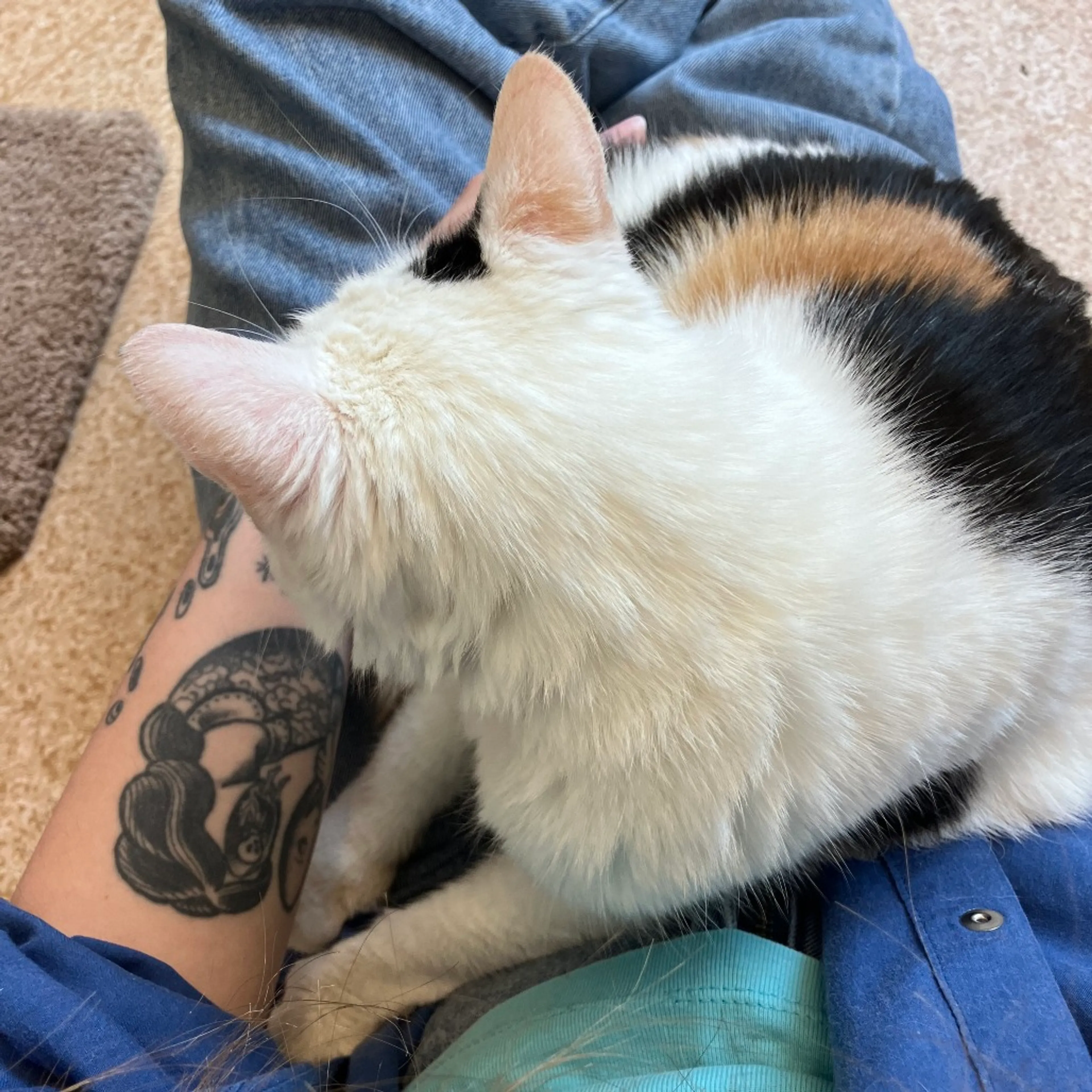 Found pet-8