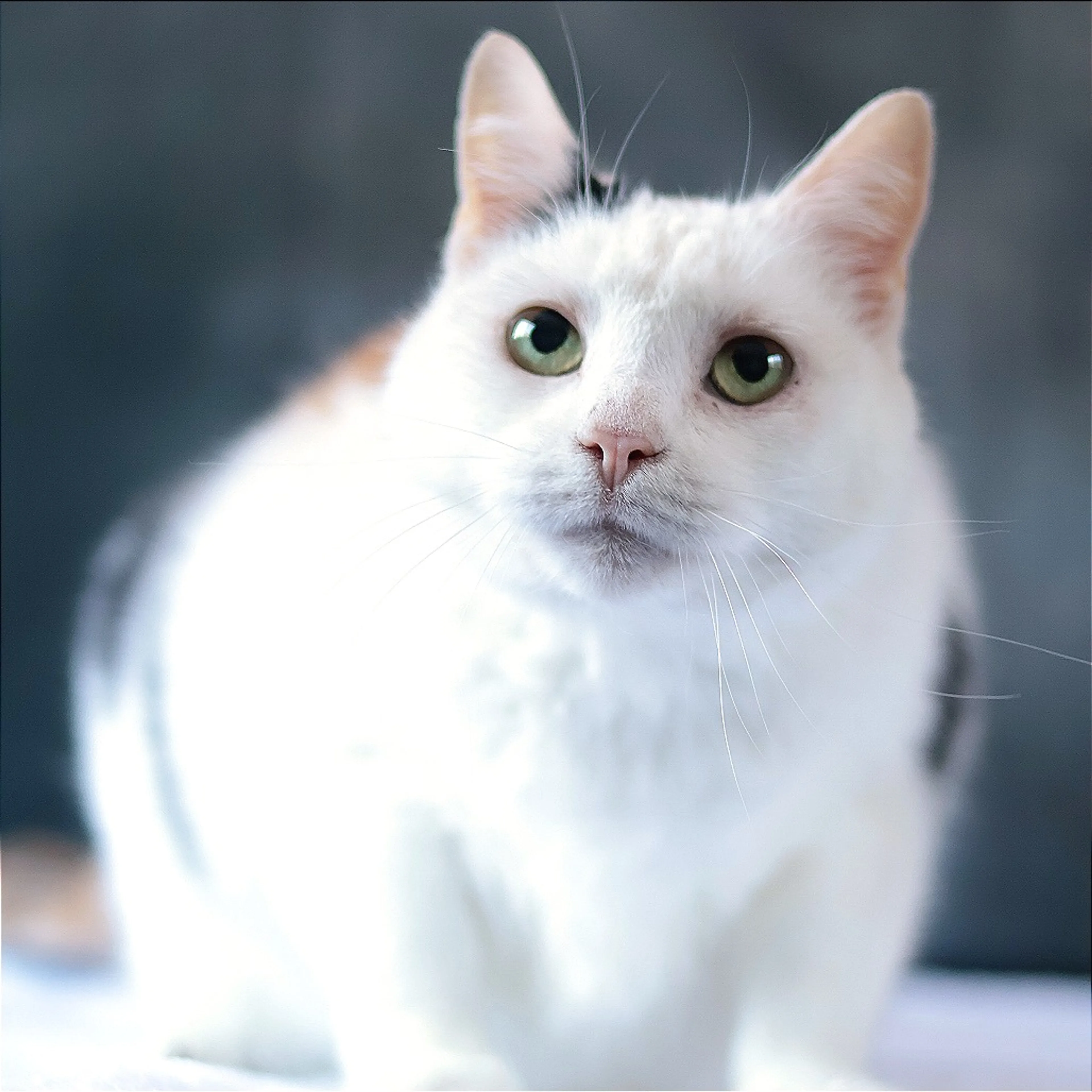 Found pet-9
