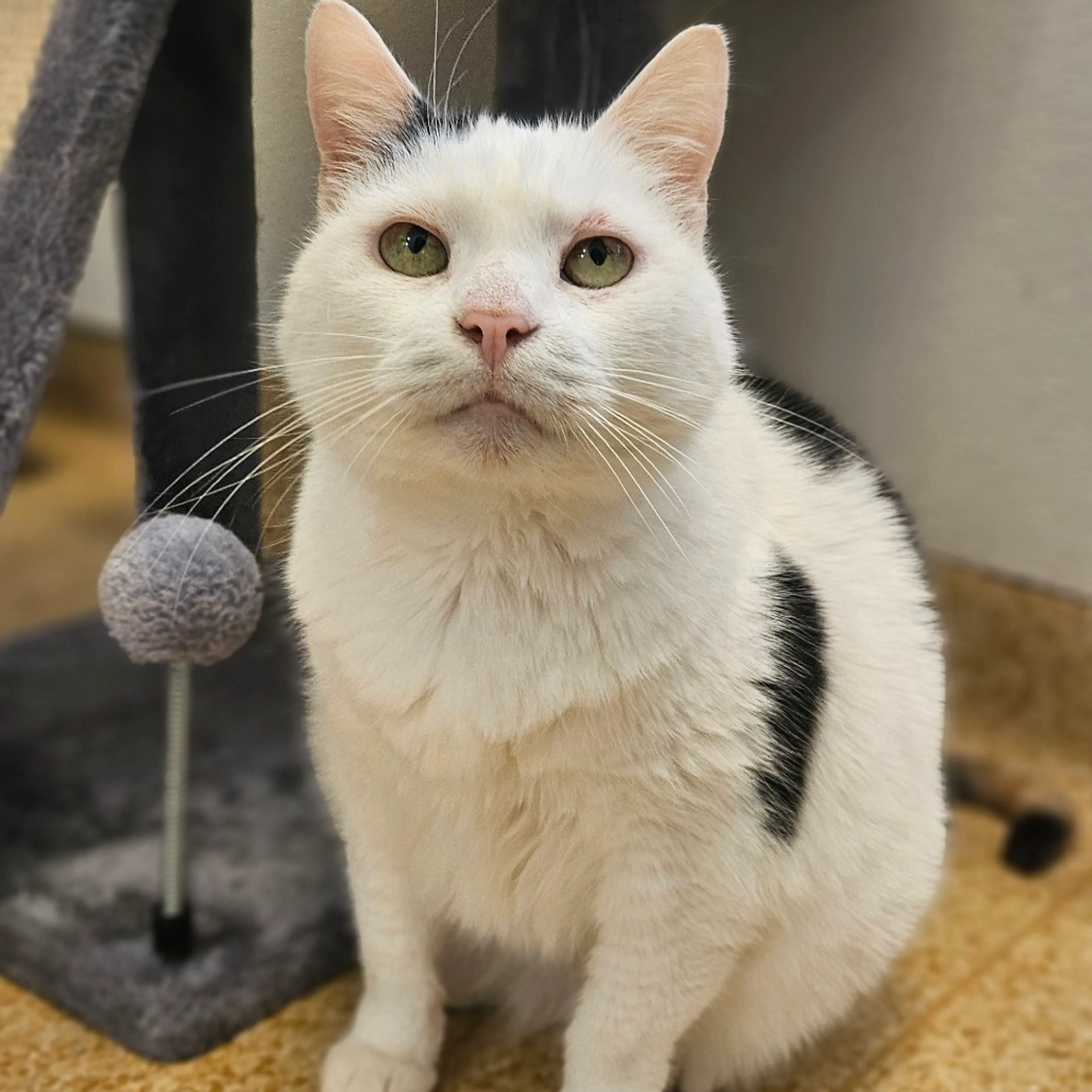 Found pet-1