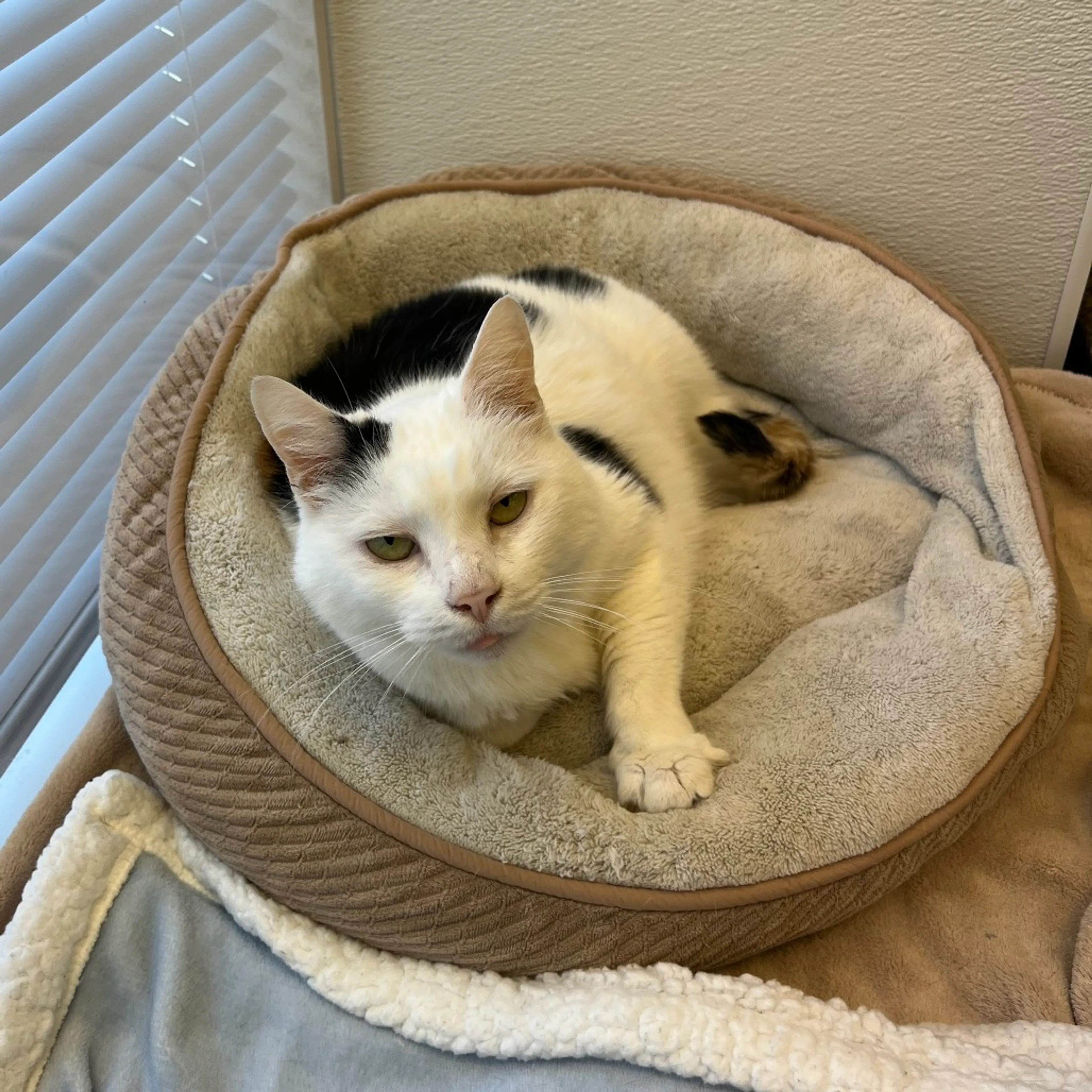 Found pet-13