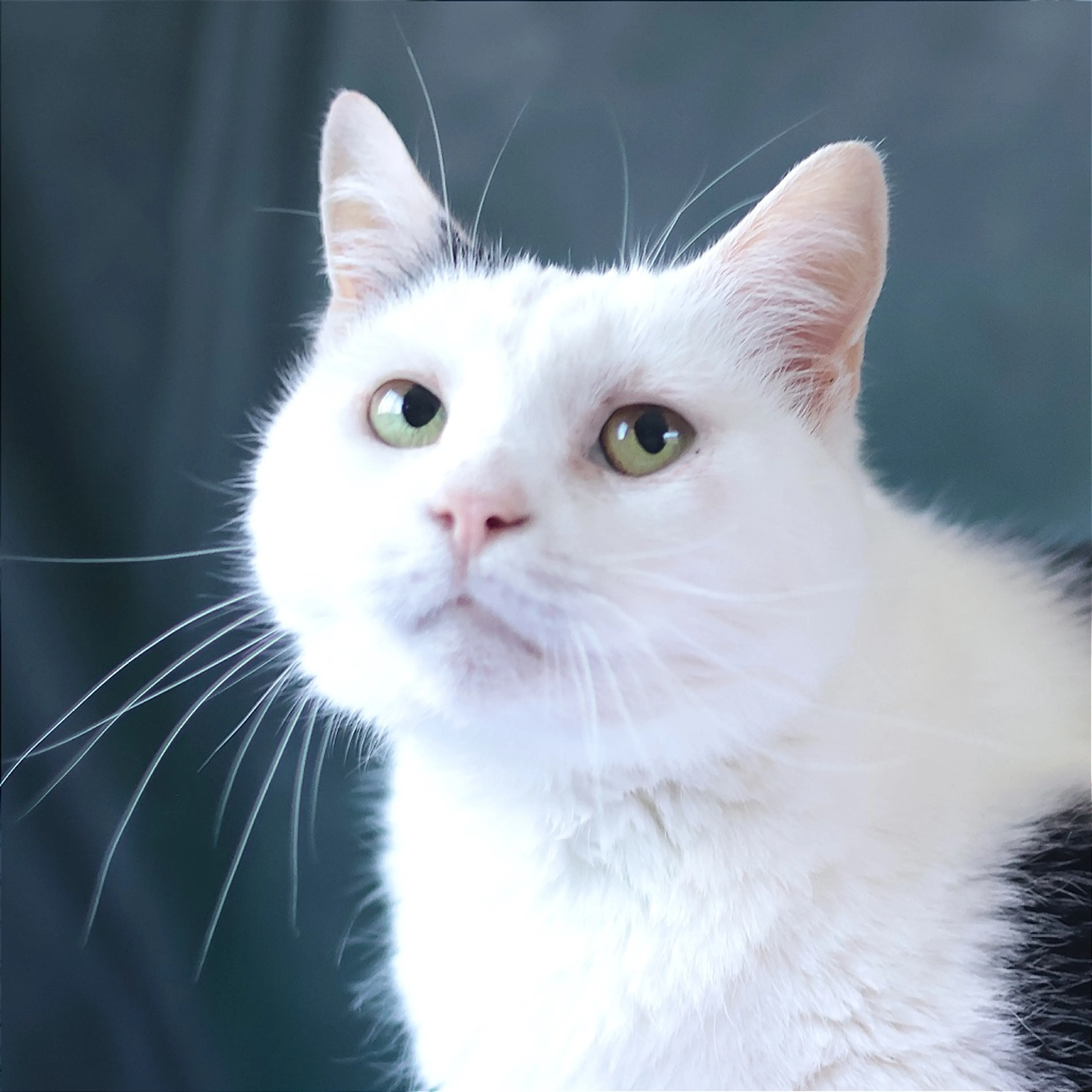 Found pet-10