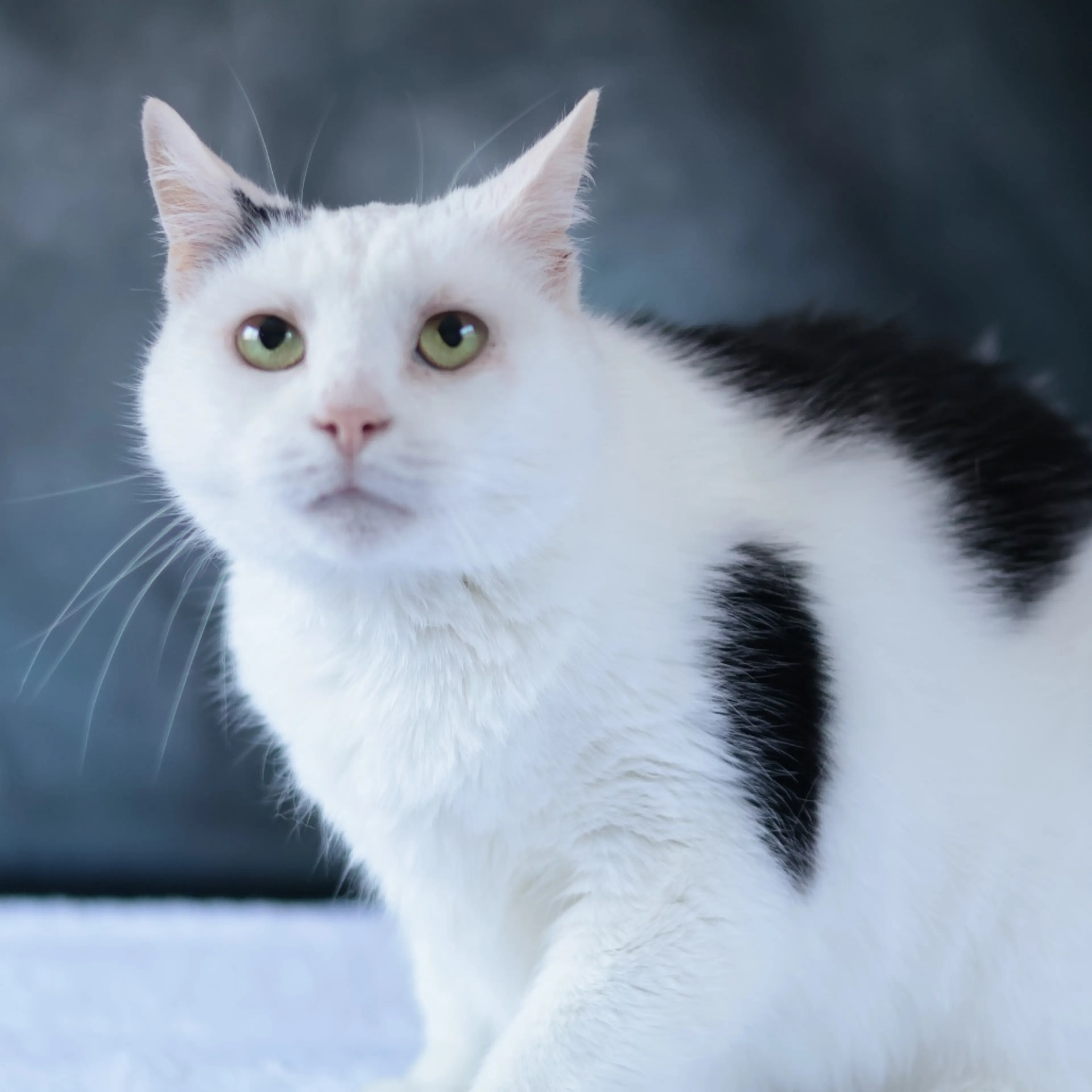 Found pet-14