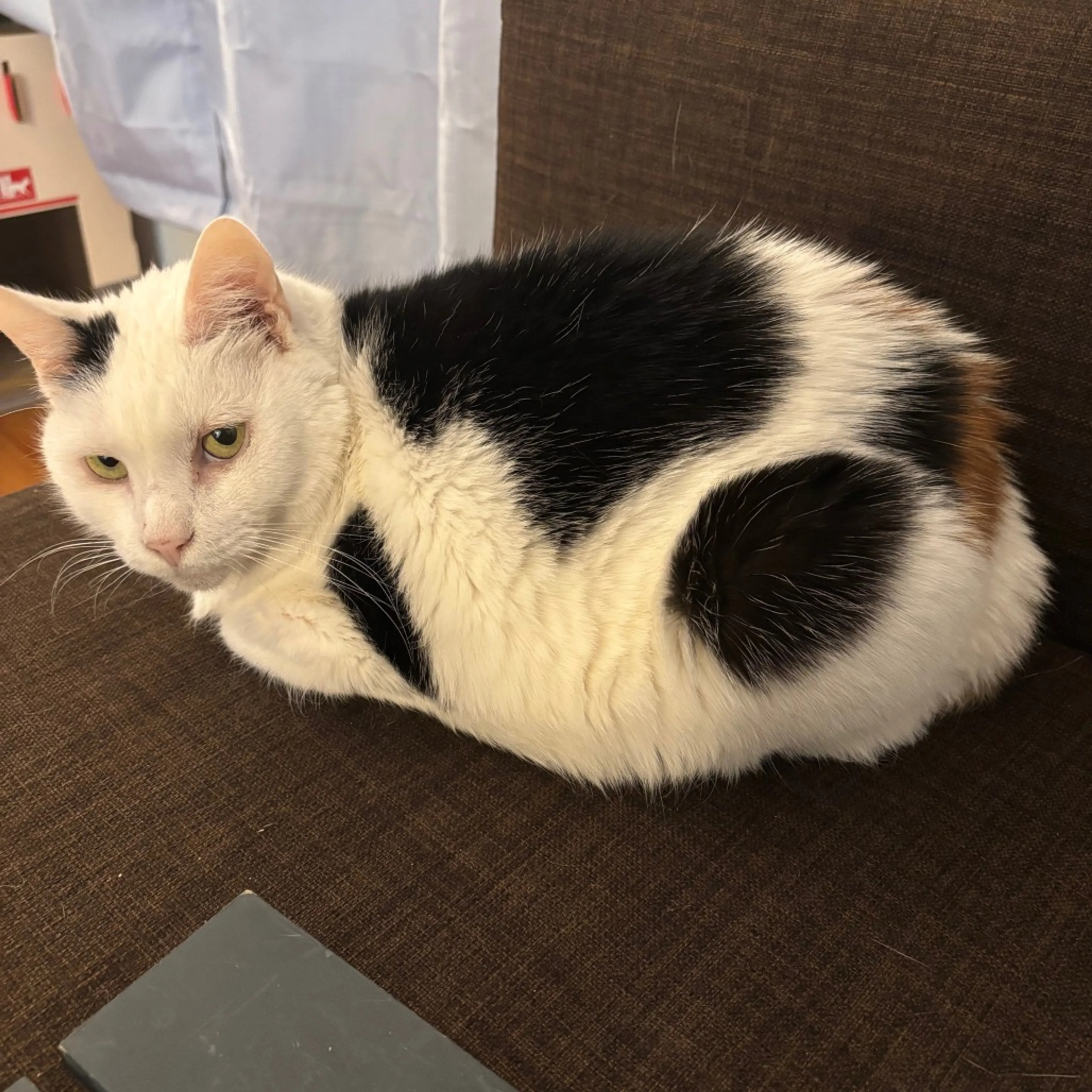 Found pet-7