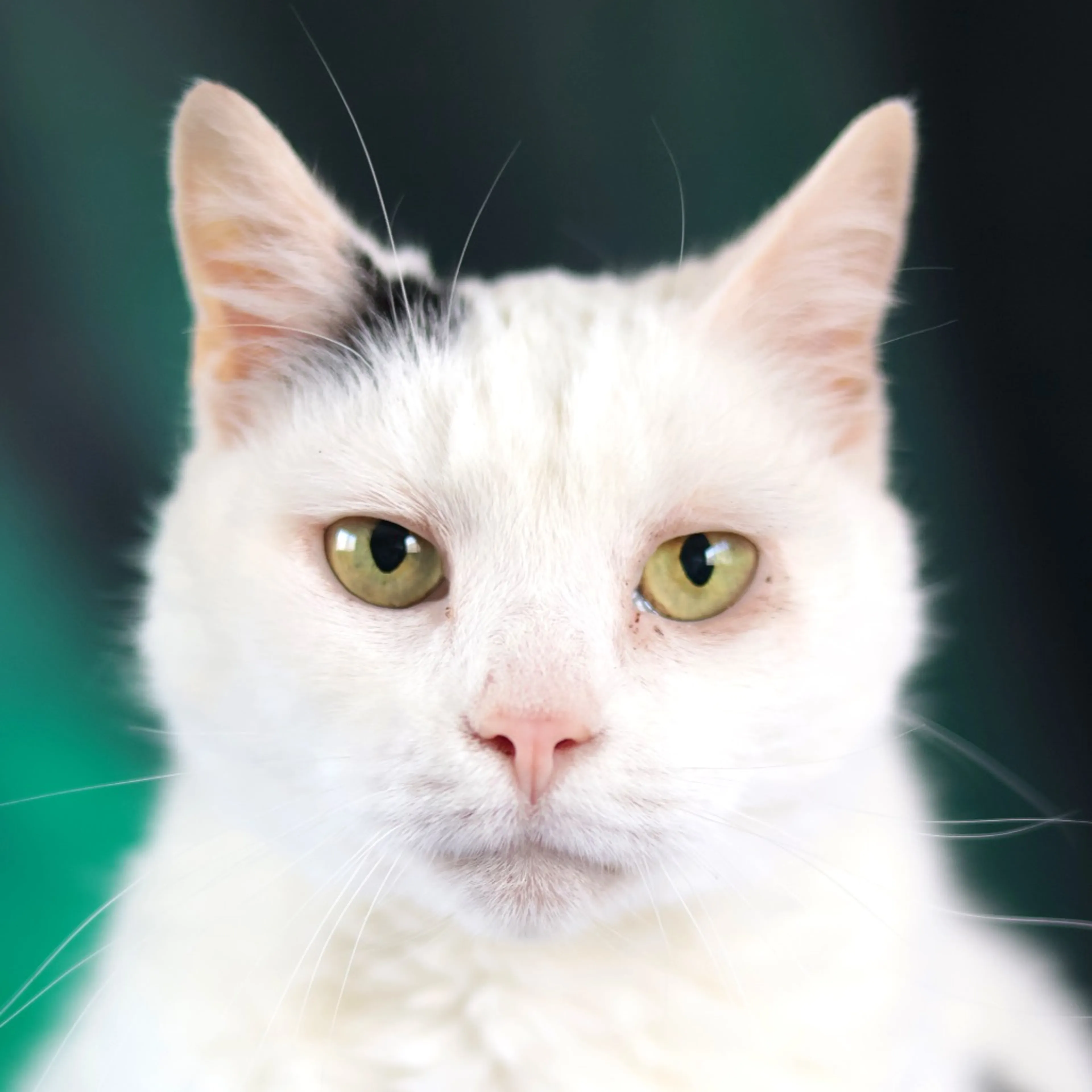 Found pet-12