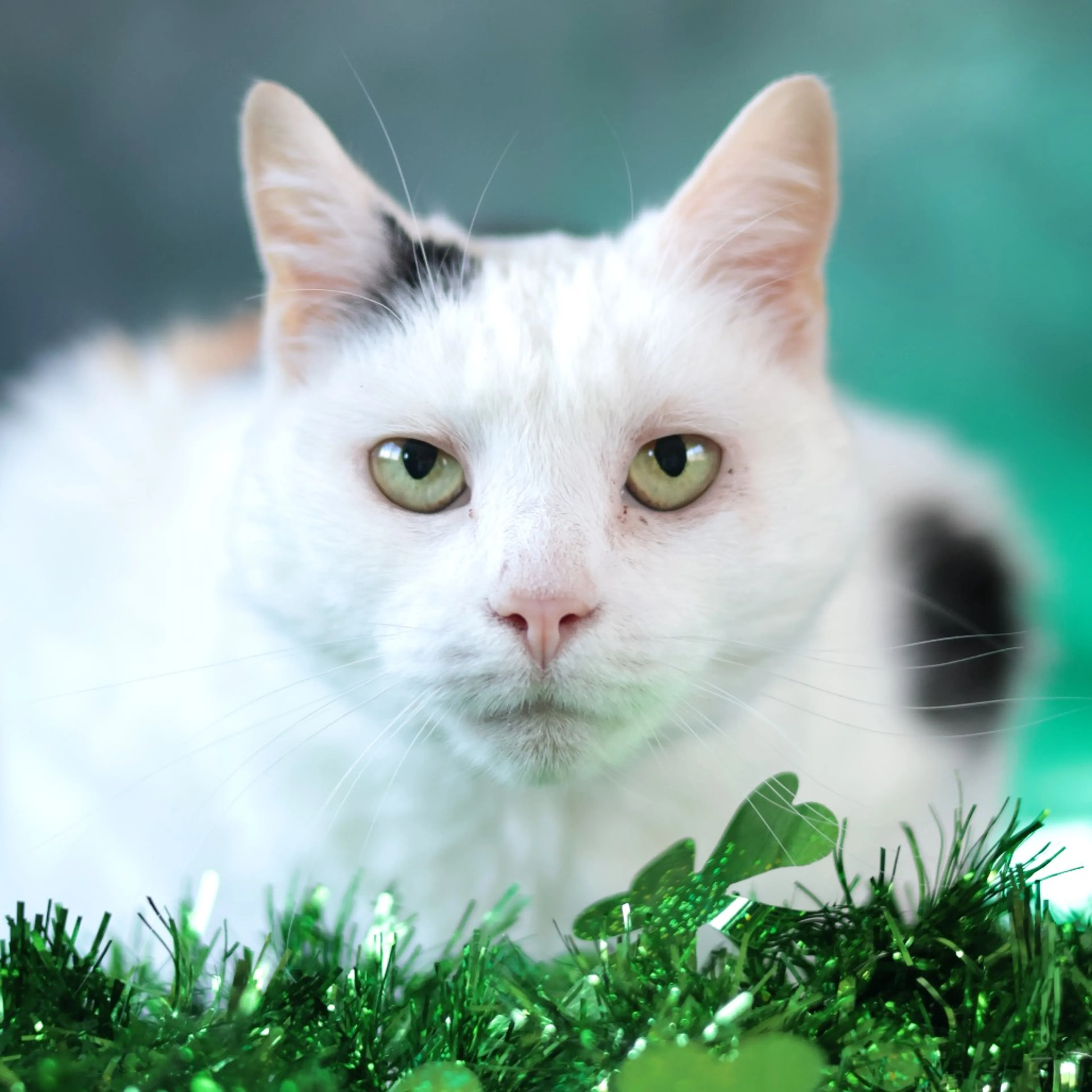 Found pet-16