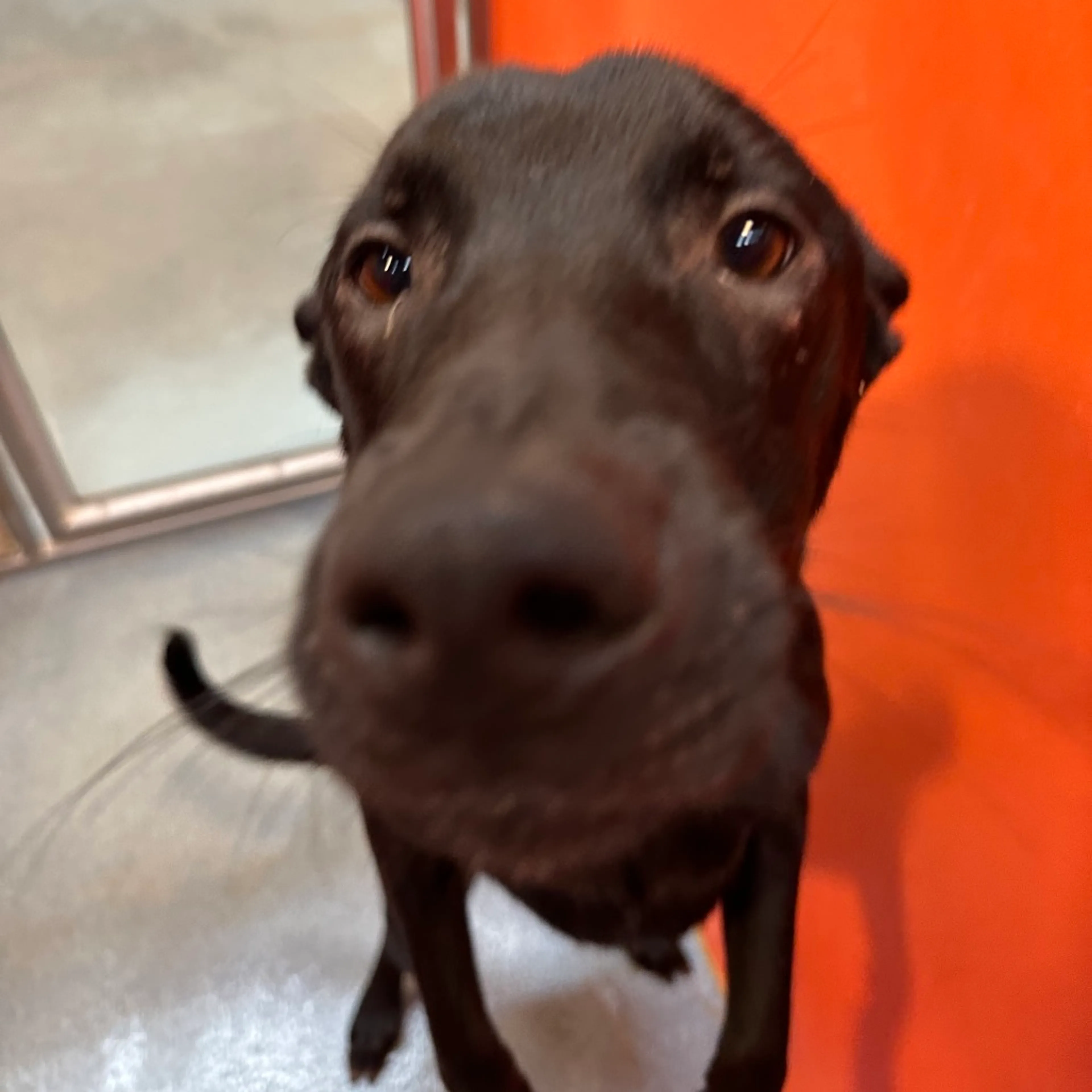 Found pet-8
