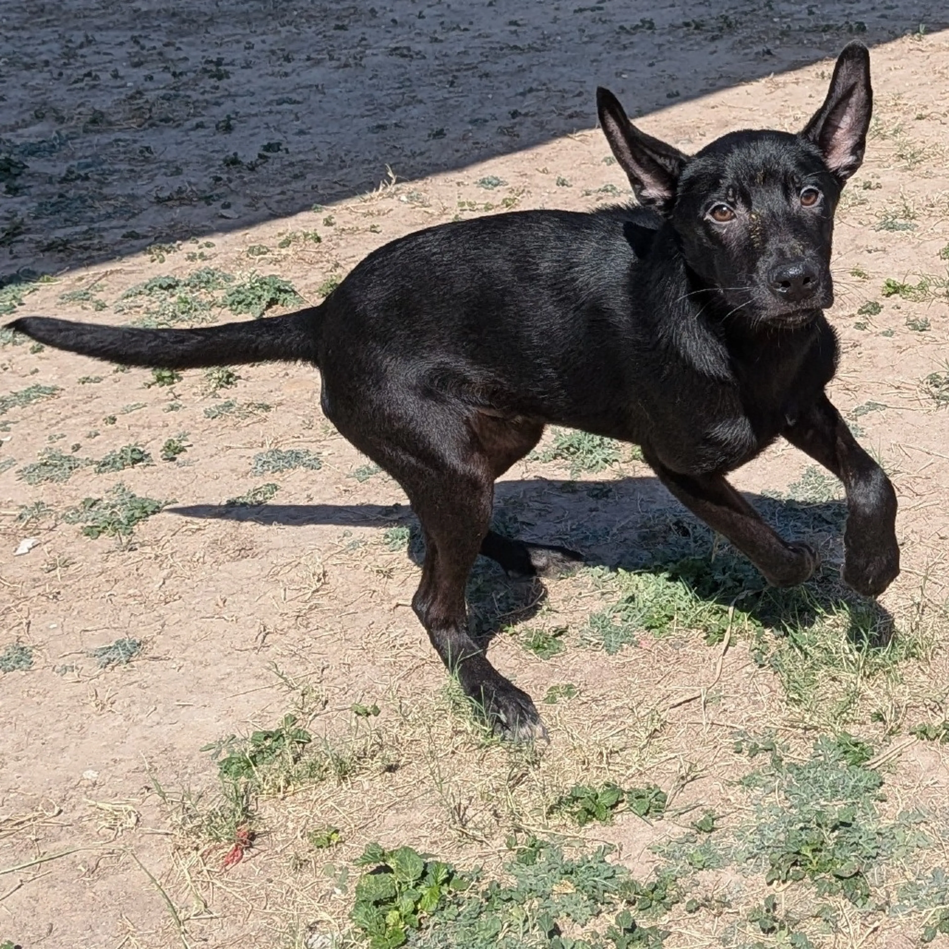 Found pet-2