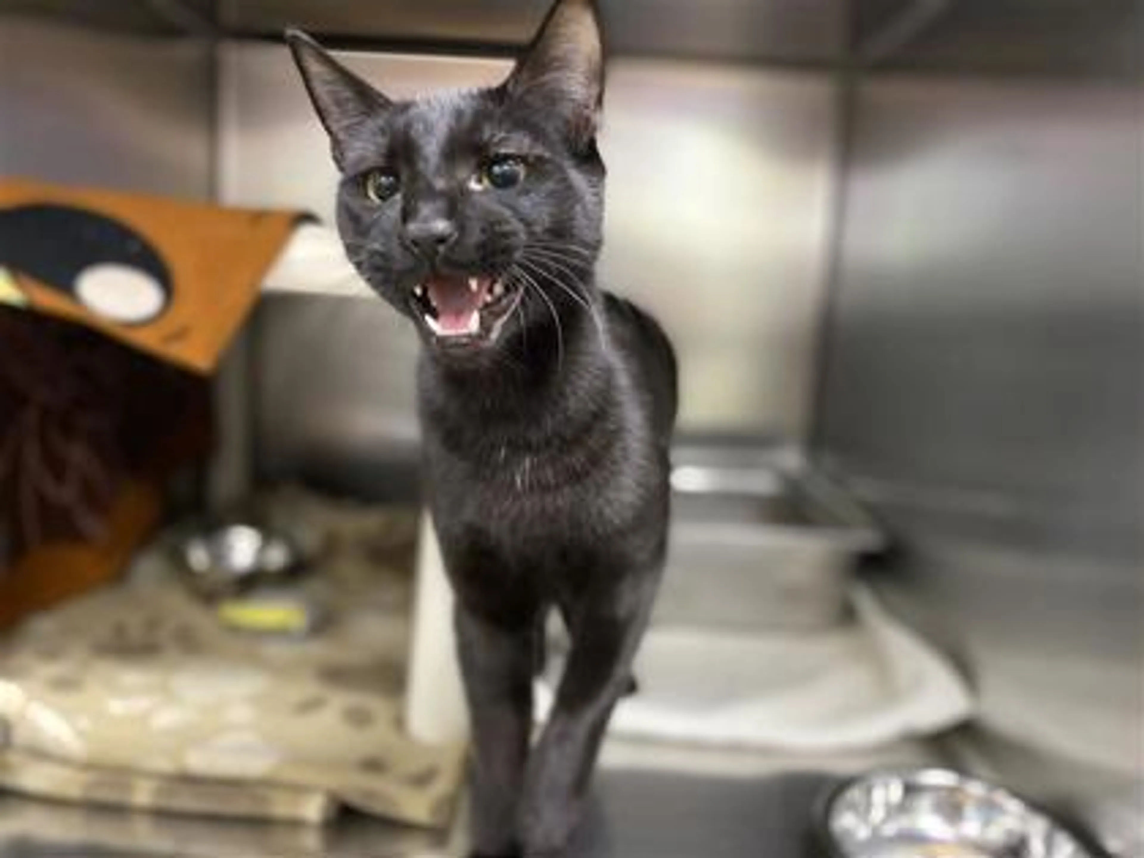 Found pet-1