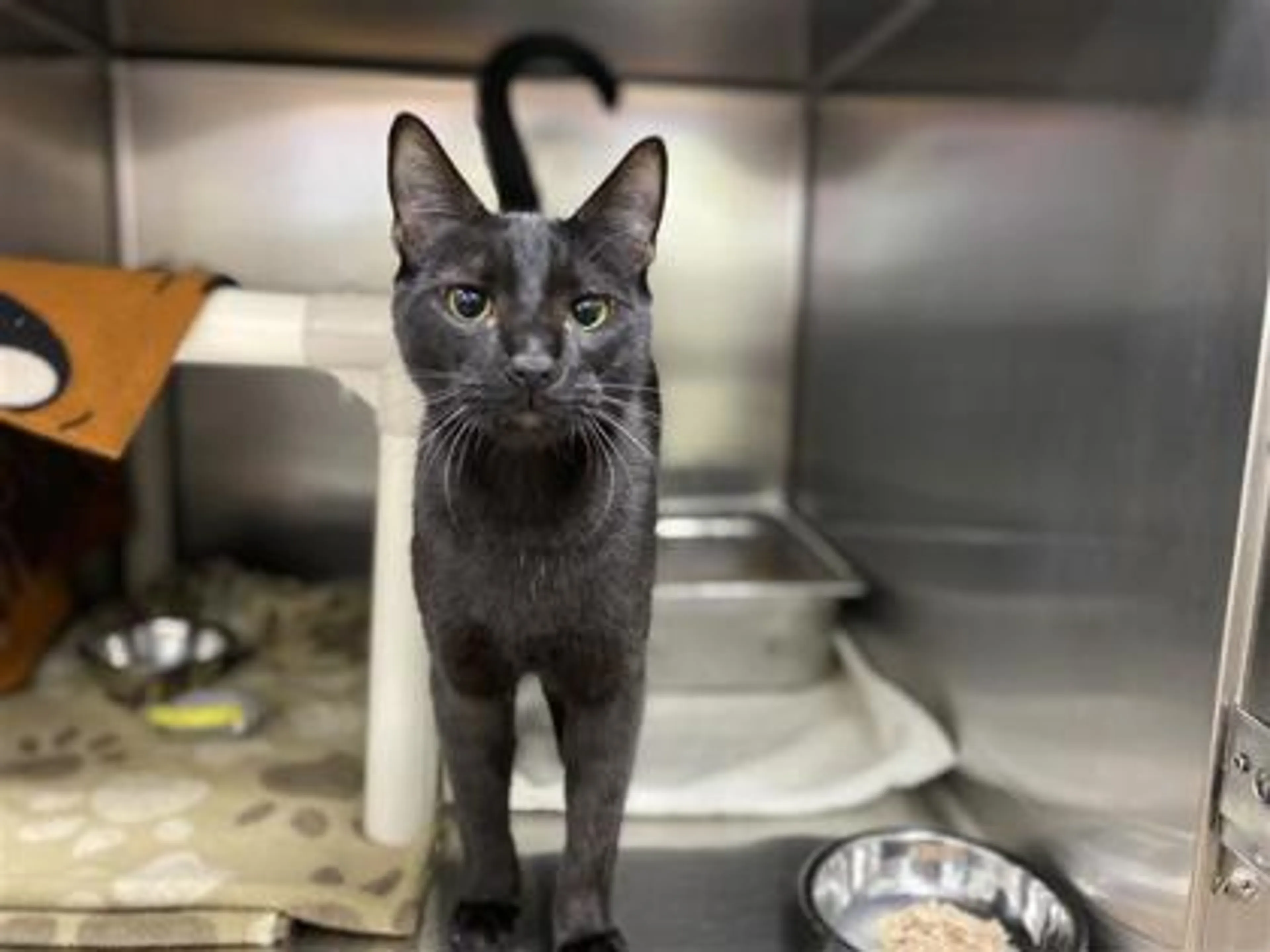 Found pet-2