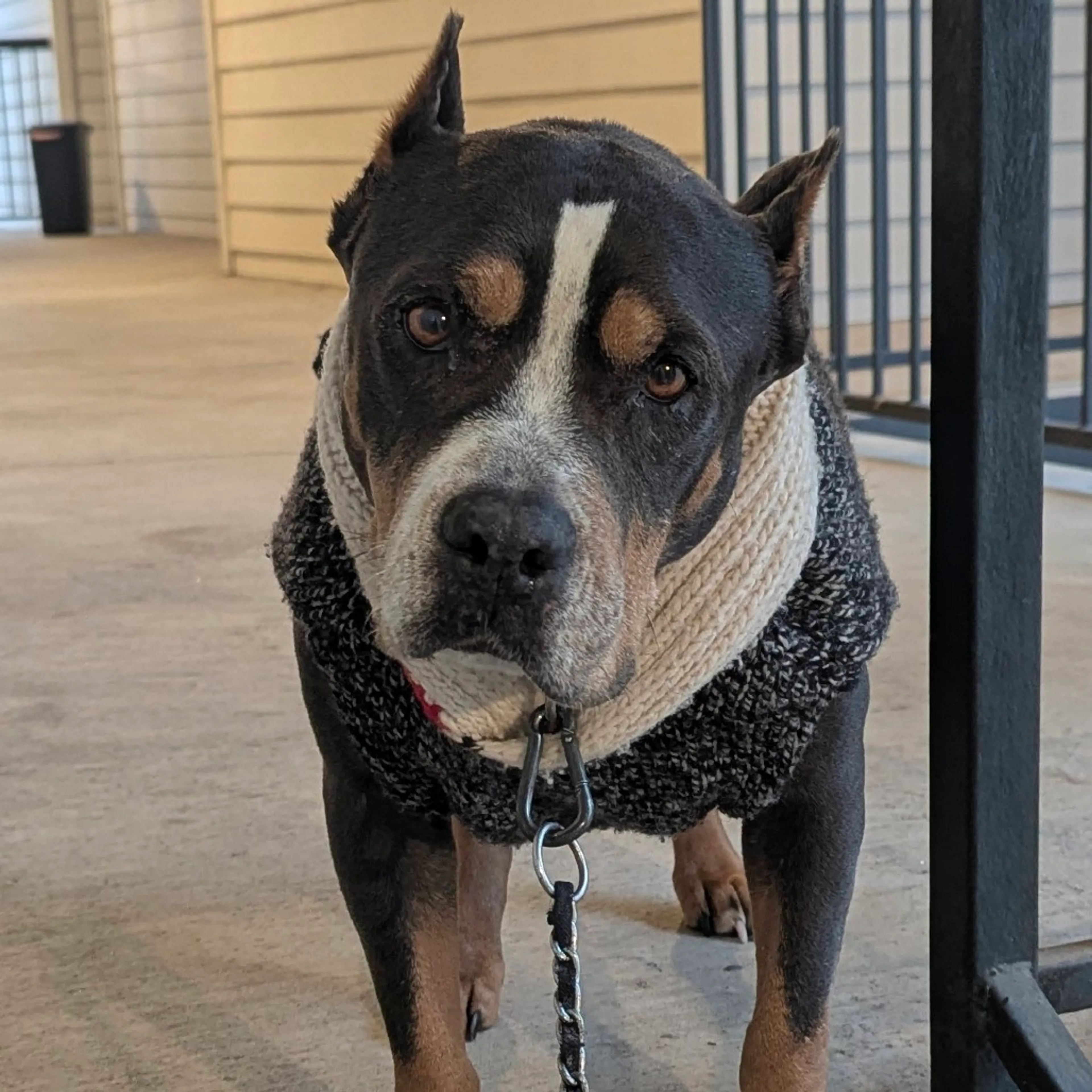 Found pet-4