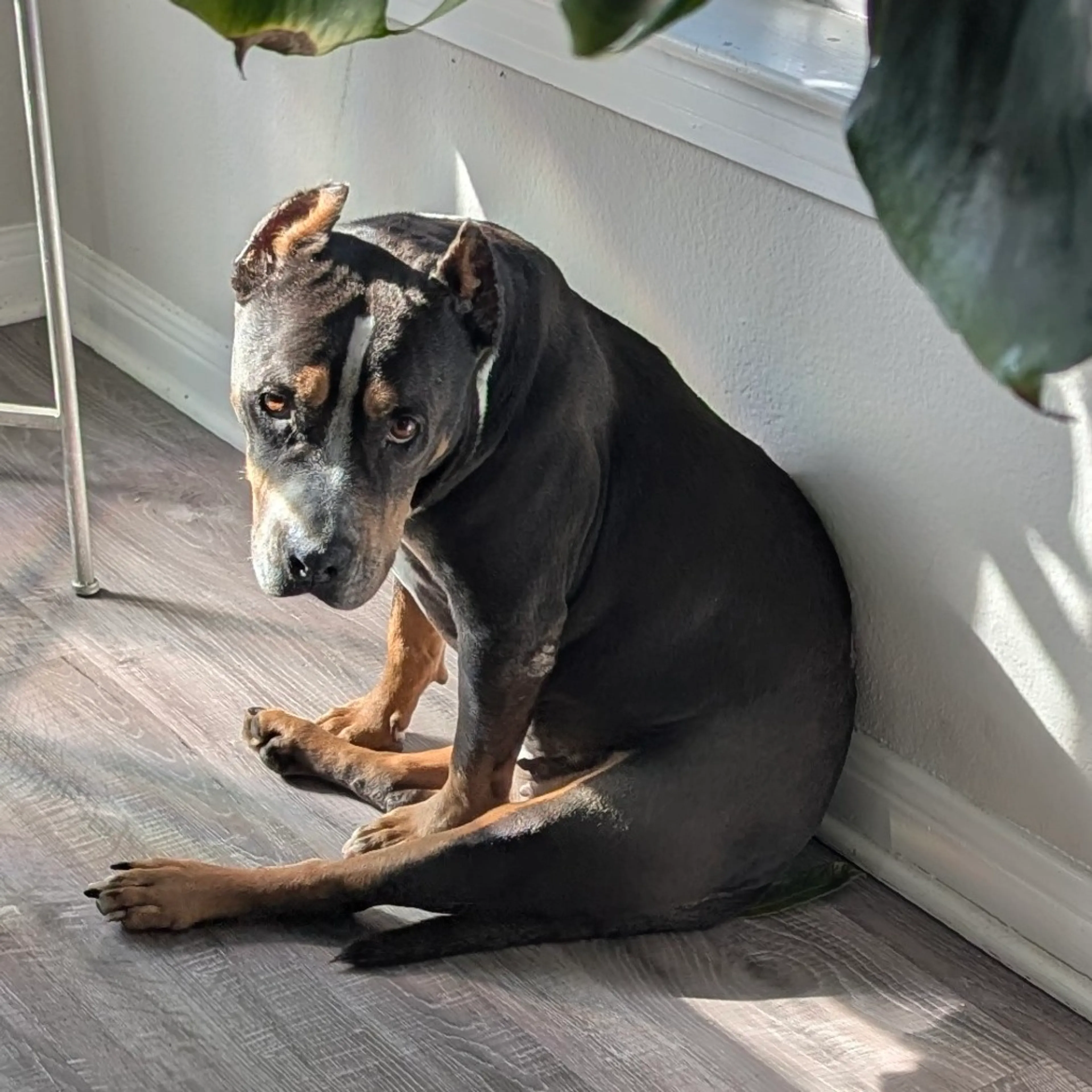 Found pet-6