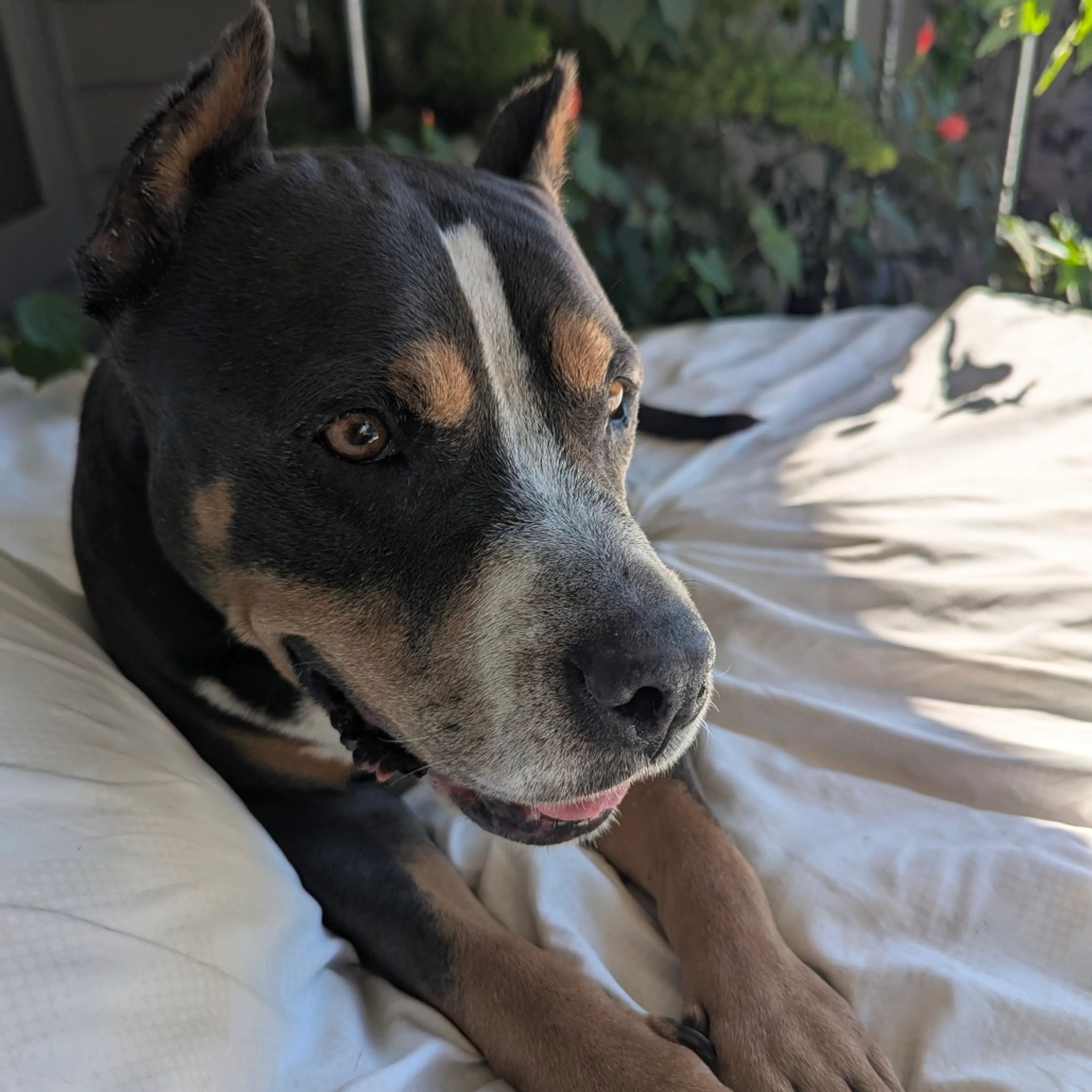 Found pet-1