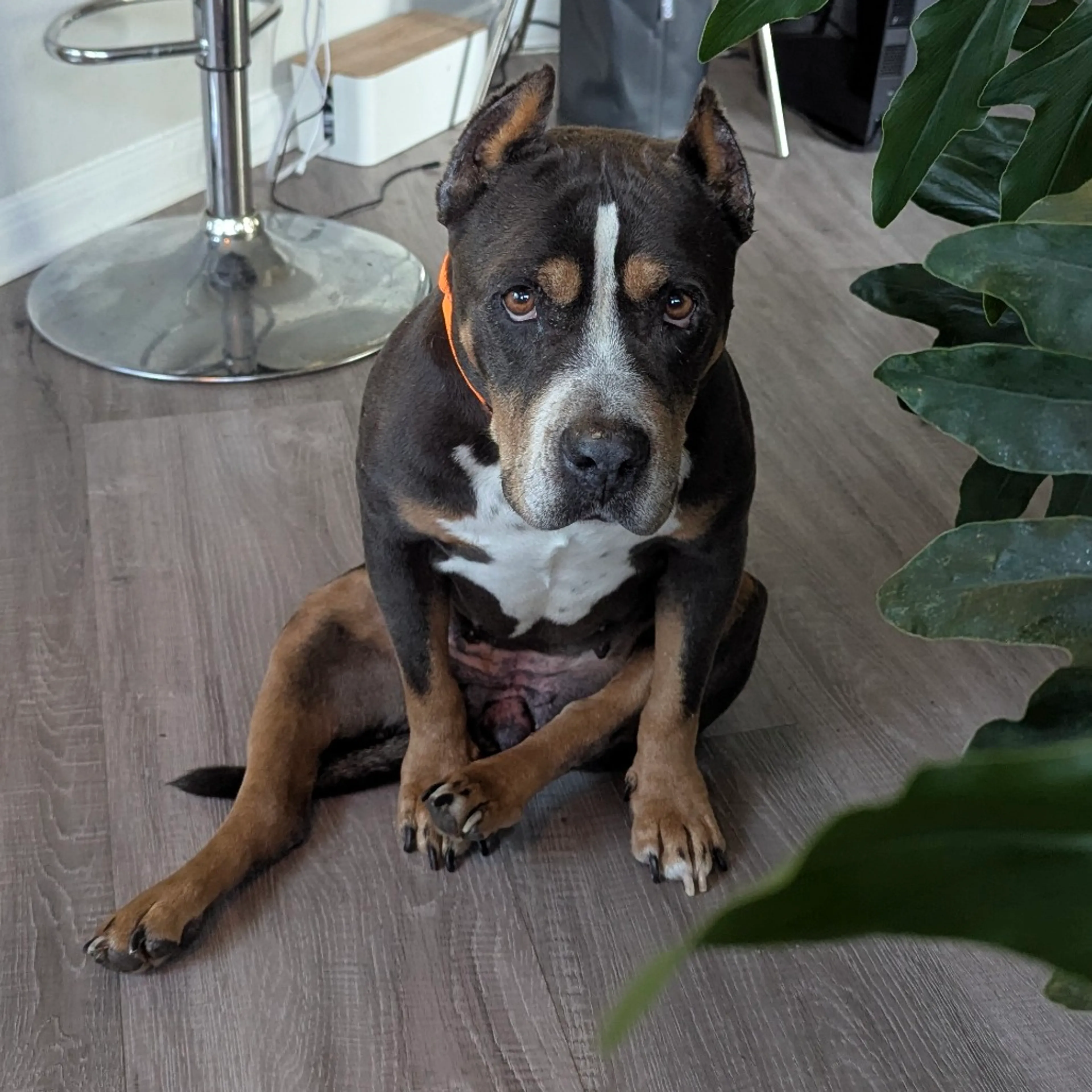 Found pet-3
