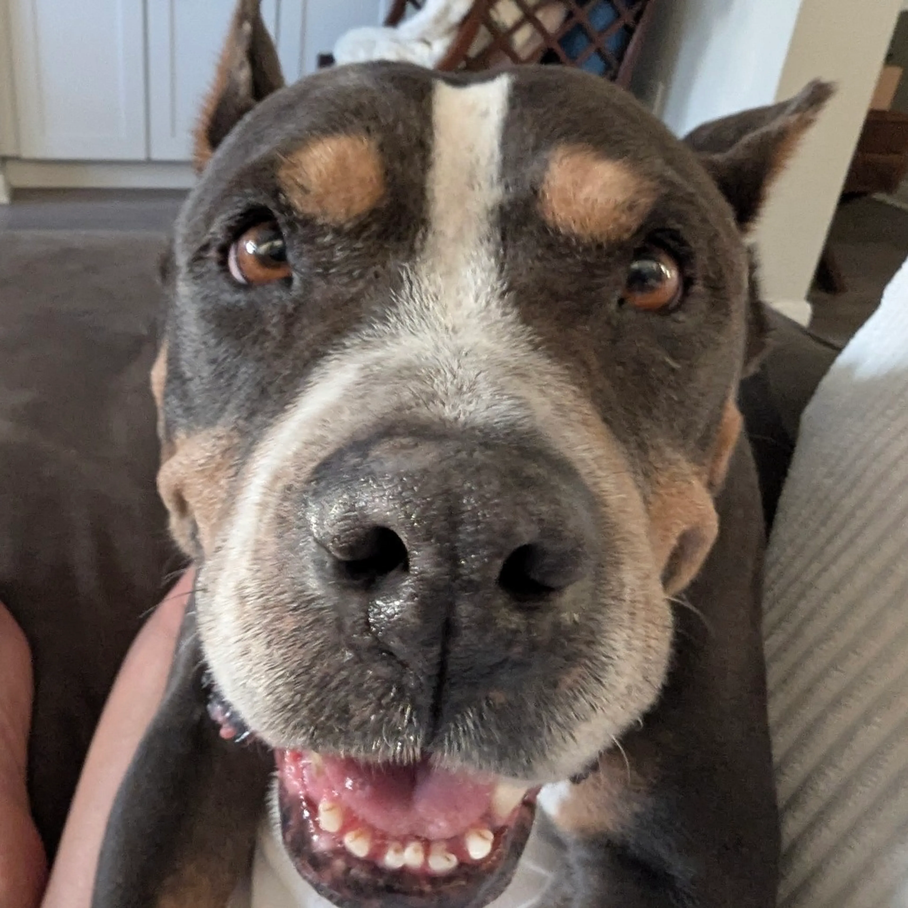 Found pet-2