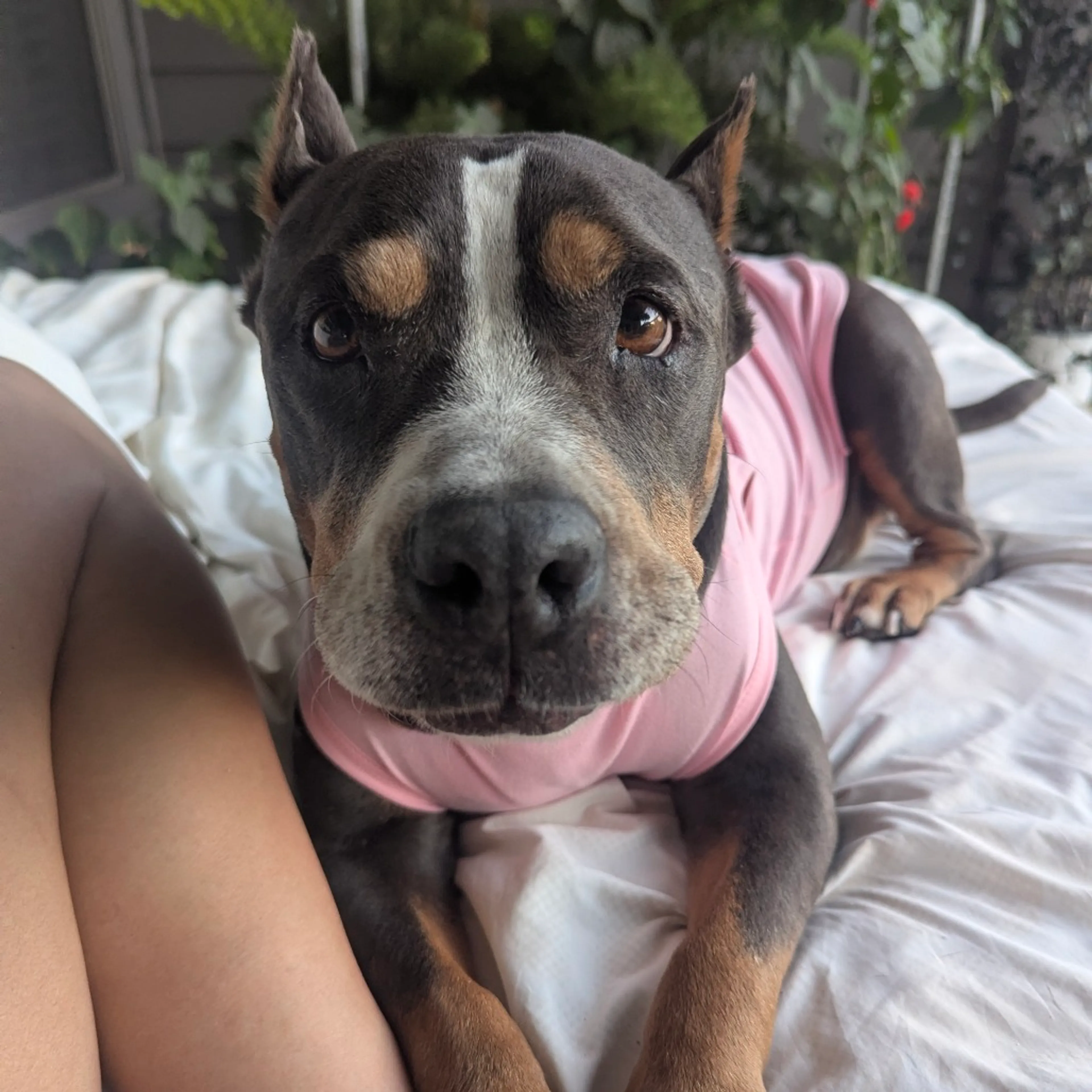 Found pet-11