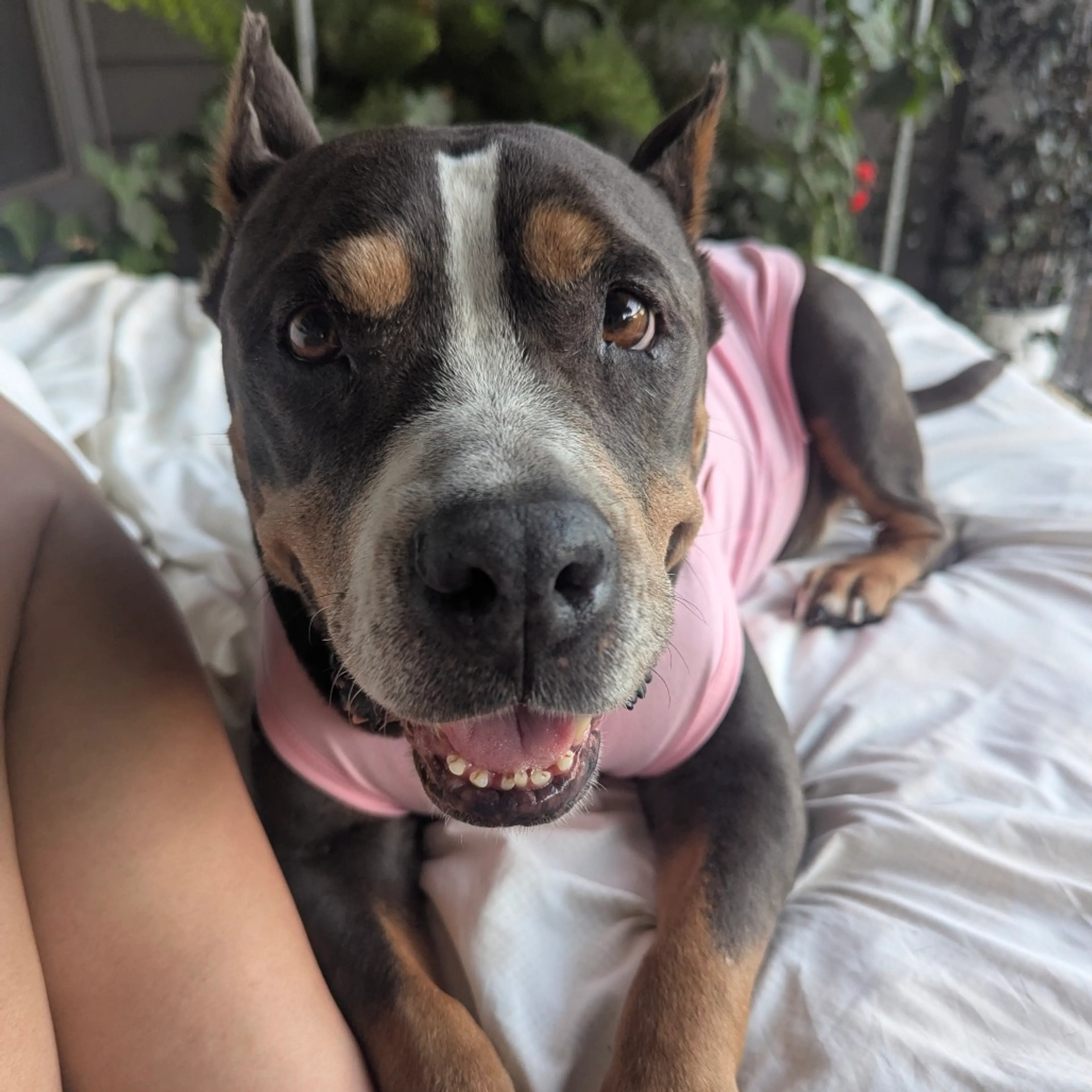 Found pet-12
