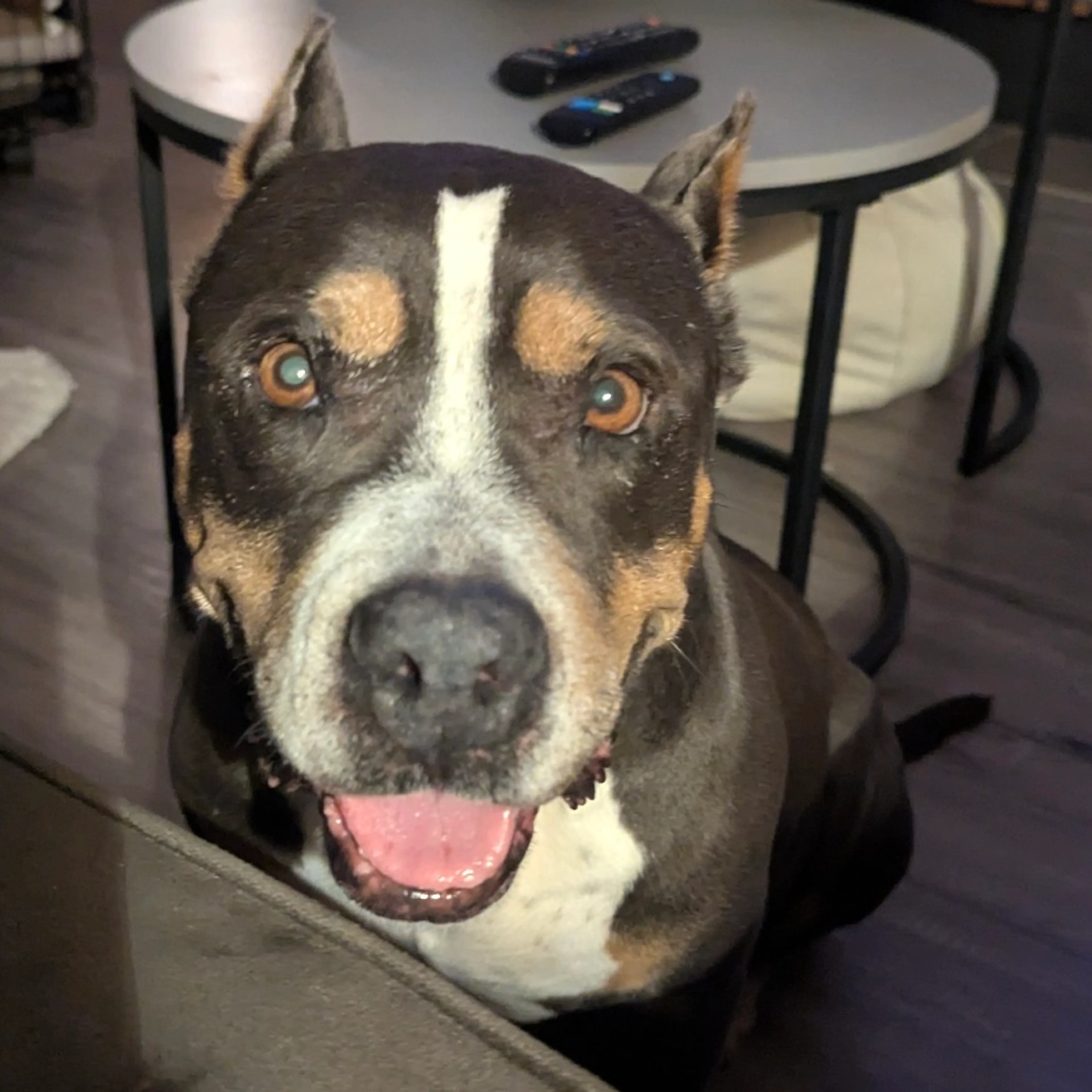 Found pet-5