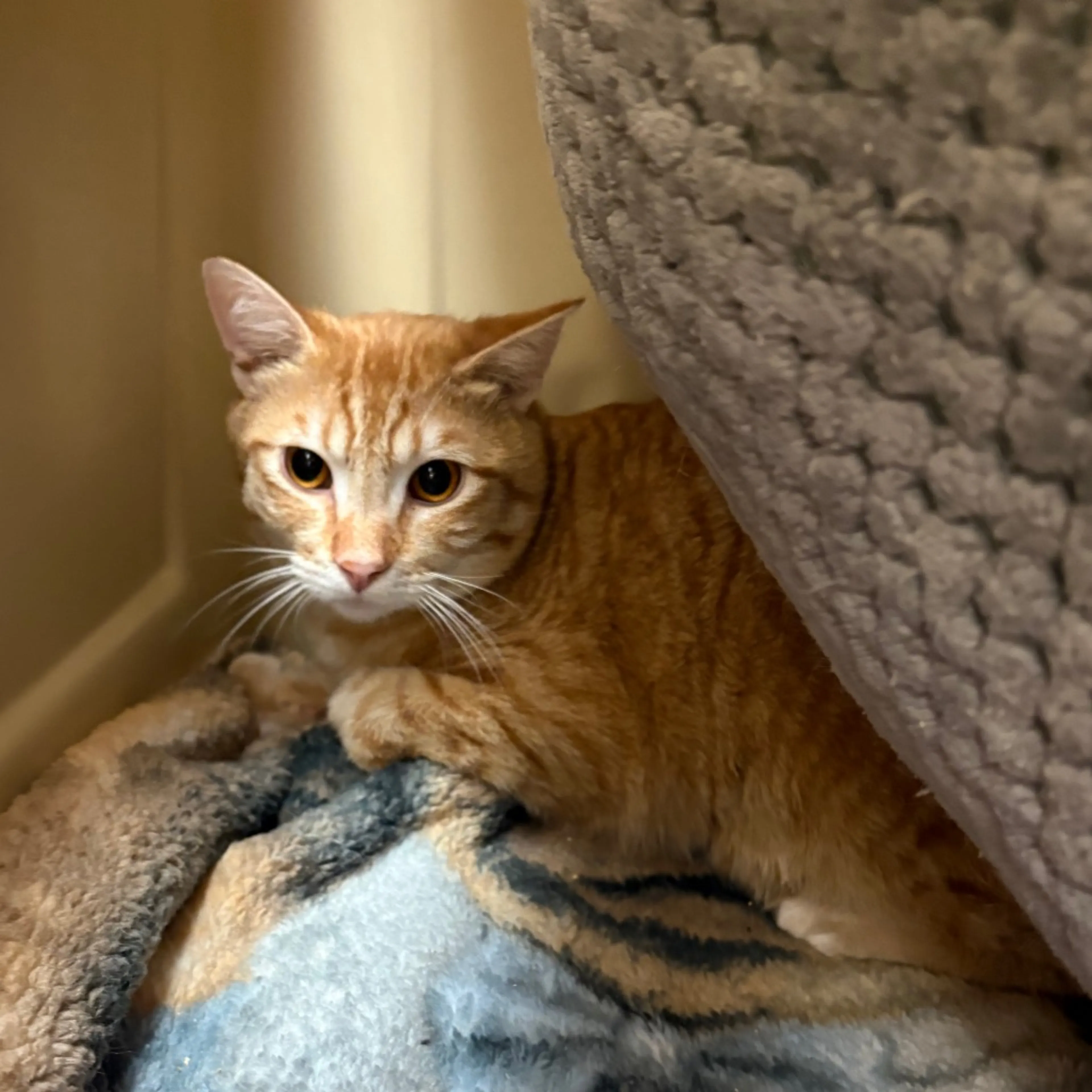 Found pet-2