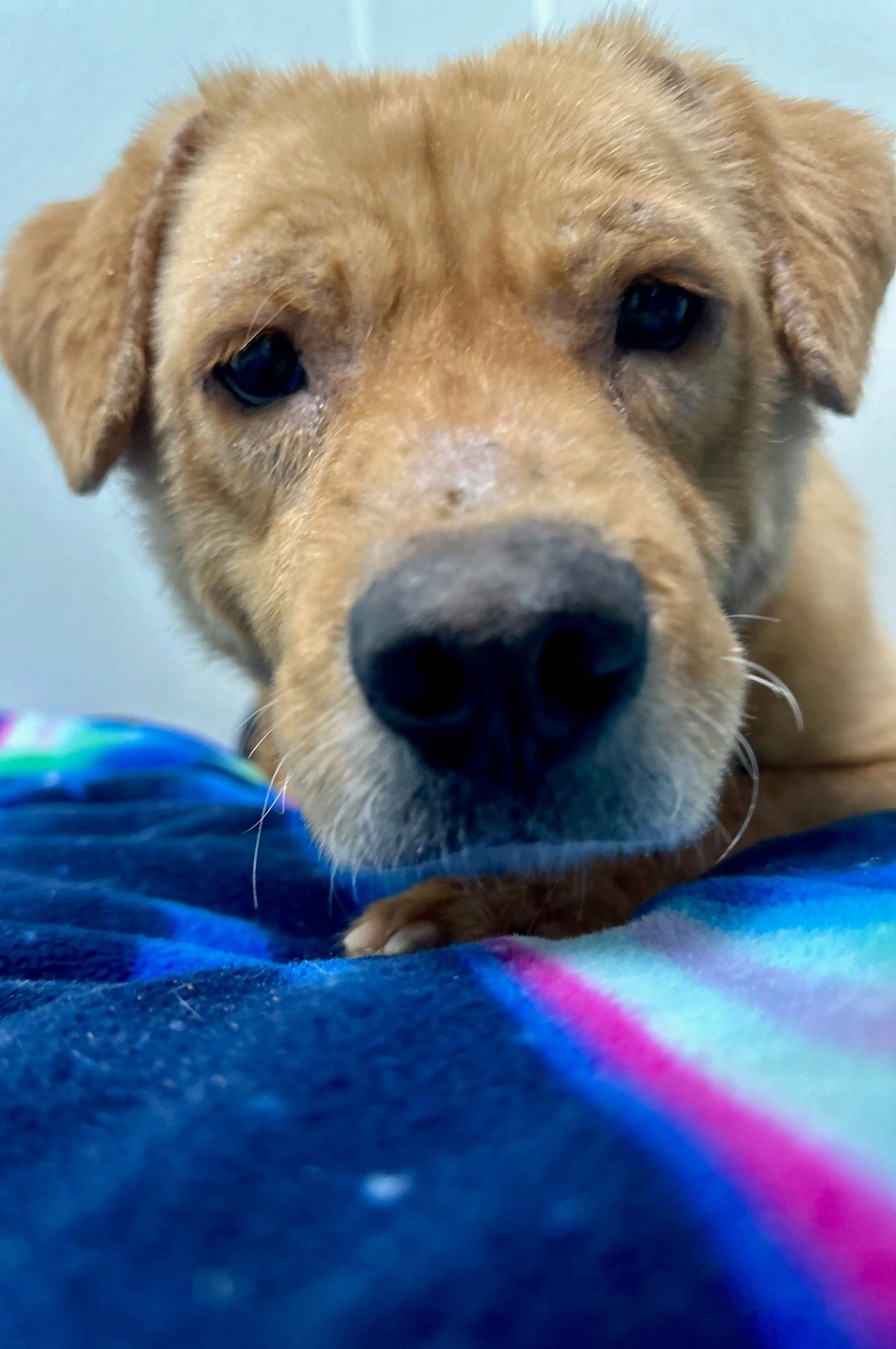 Found pet