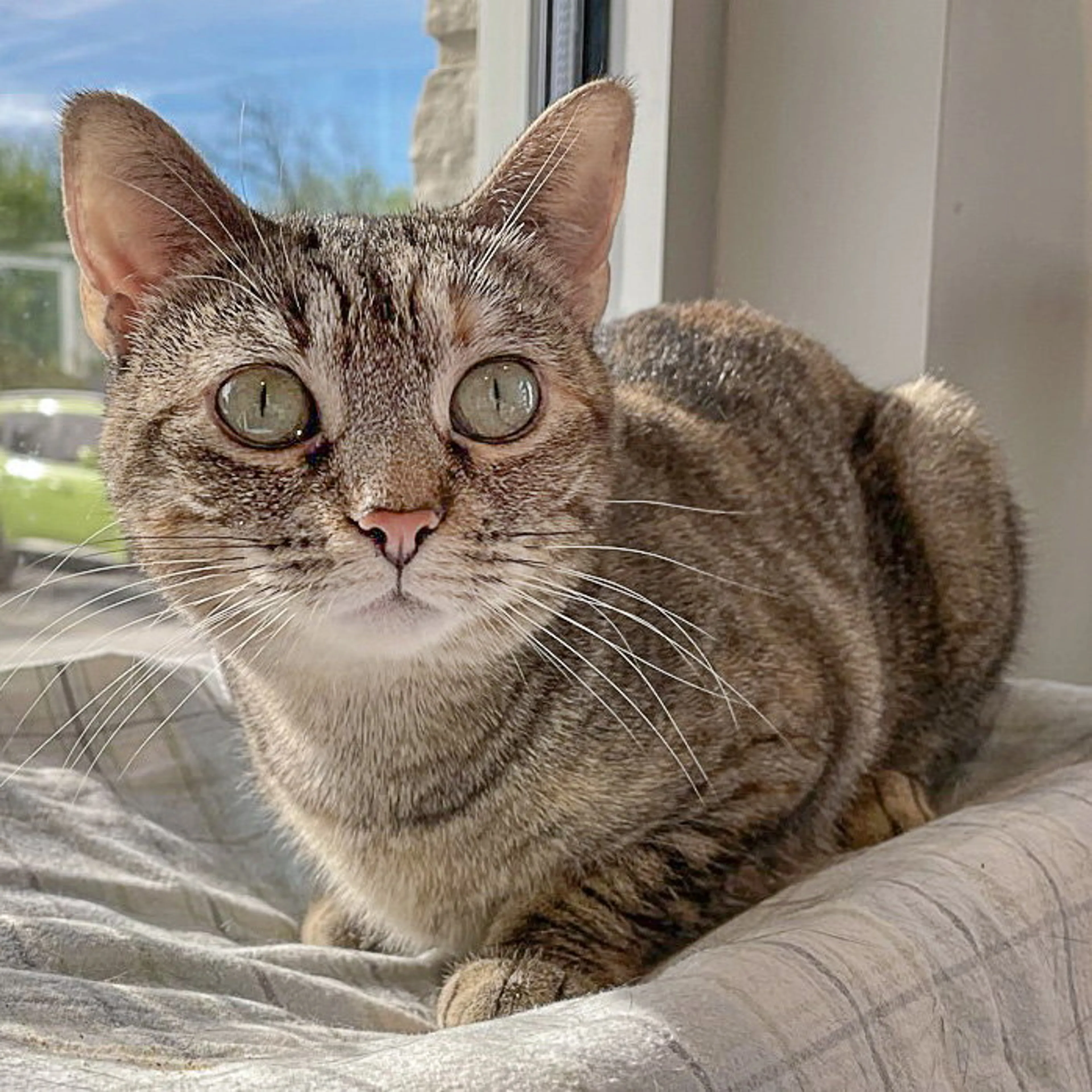 Found pet-1